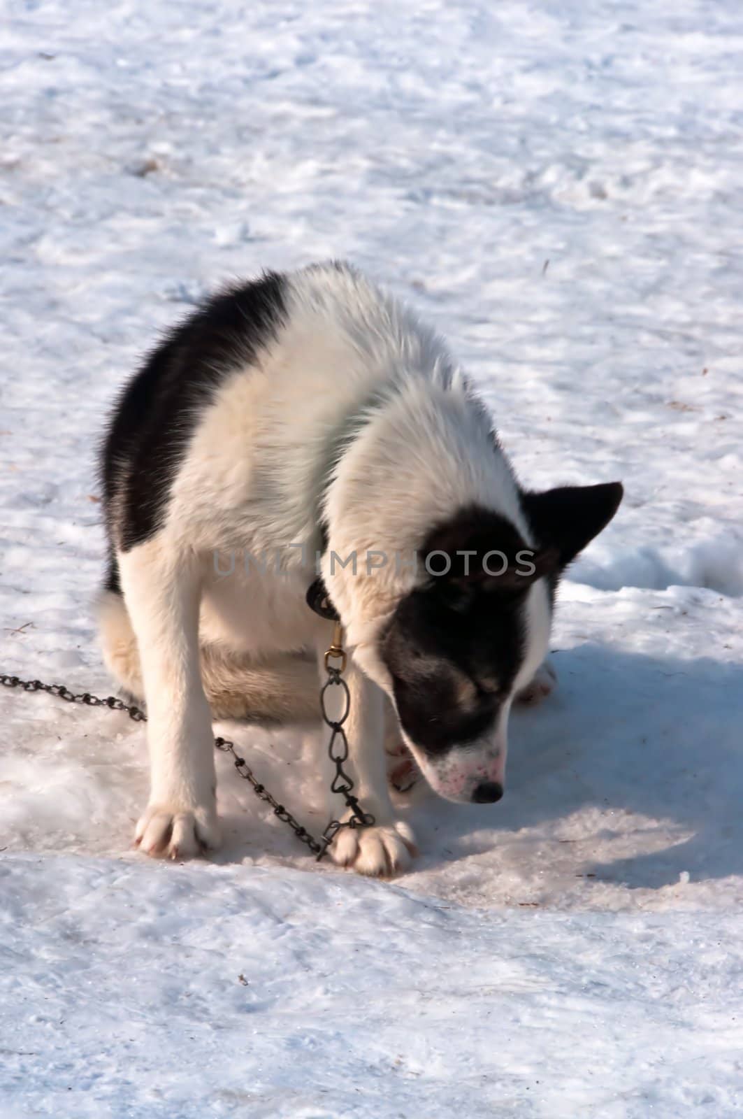 Dog on white snow of rideable breed