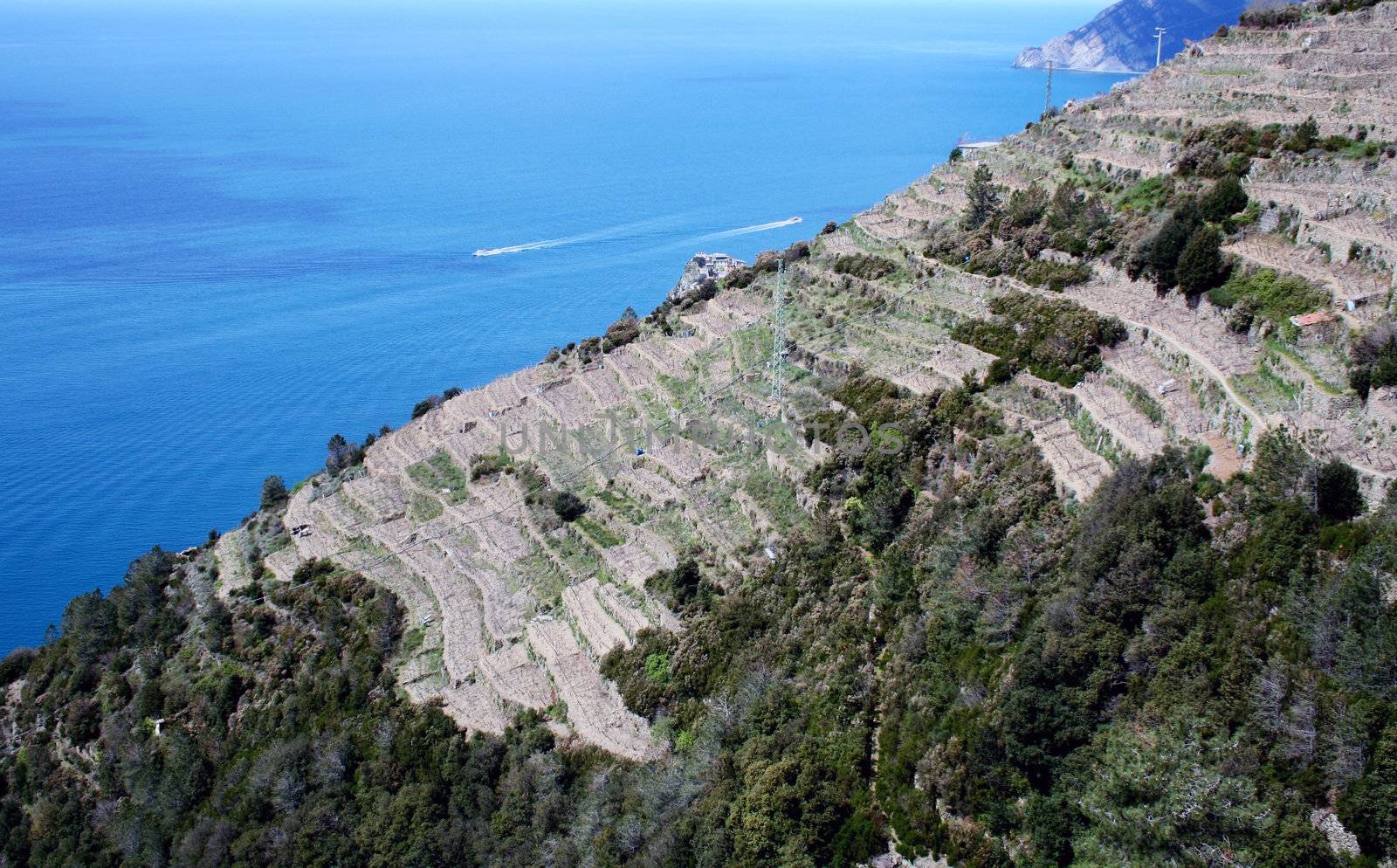 Cinqueterre, sea landscape panromaic view over the vineyard.