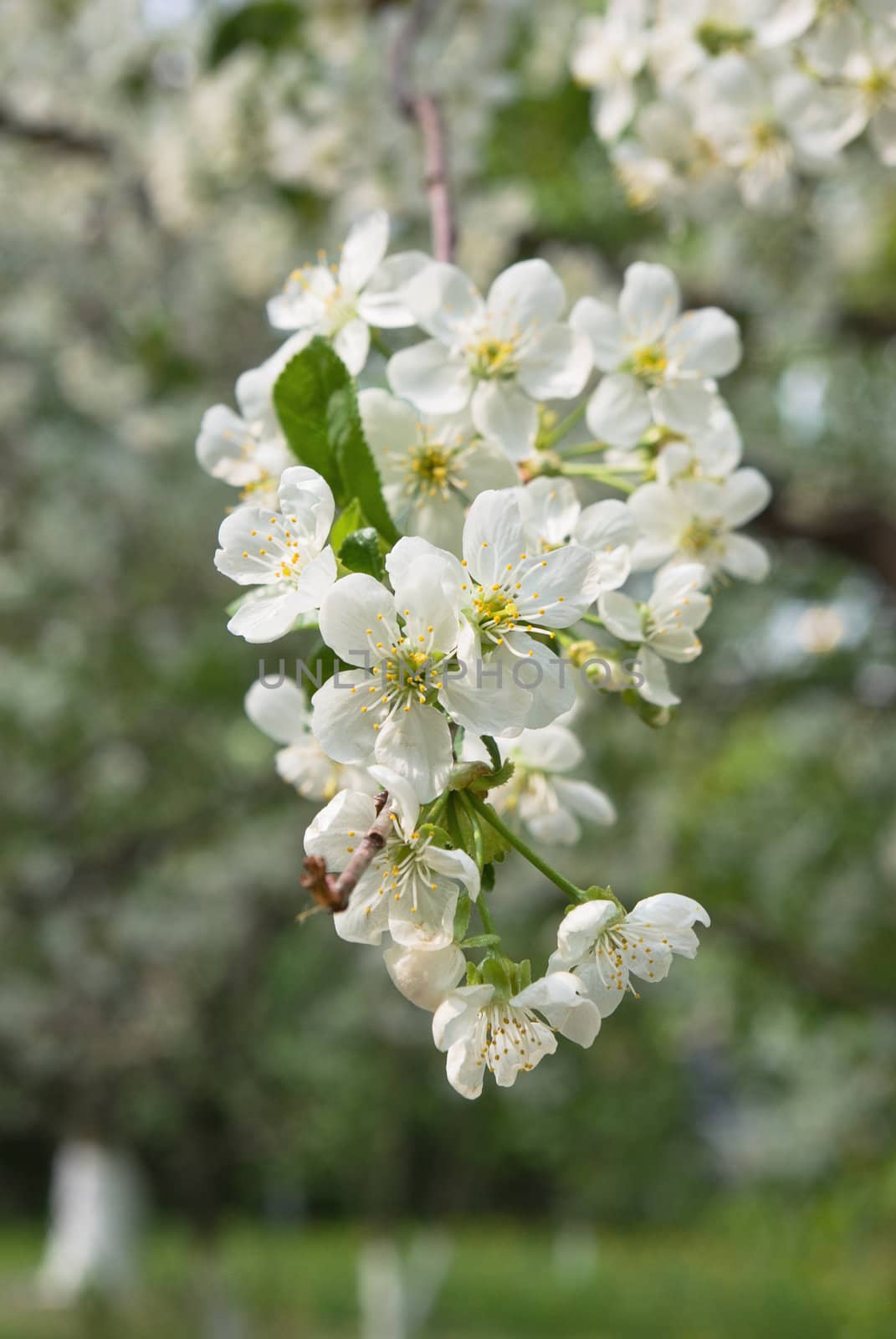 White apricot flowers with green background