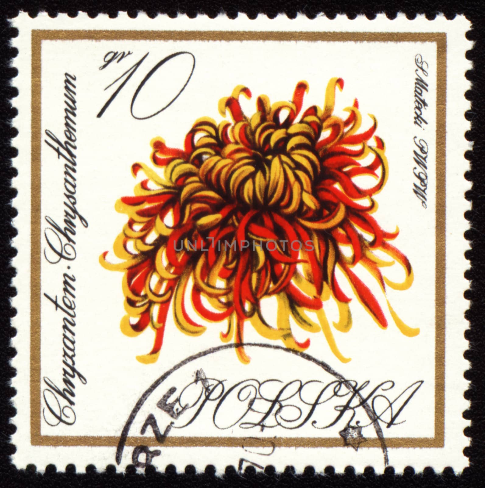 POLAND - CIRCA 1966: stamp printed in Poland, shows chrysanthemum, circa 1966