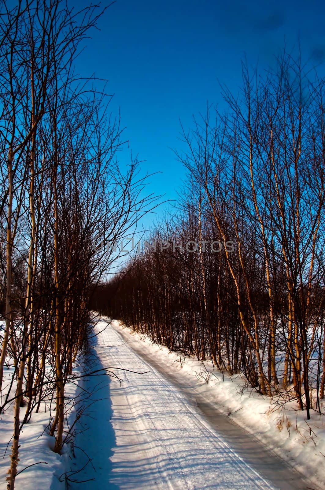 Road through trees by alena0509