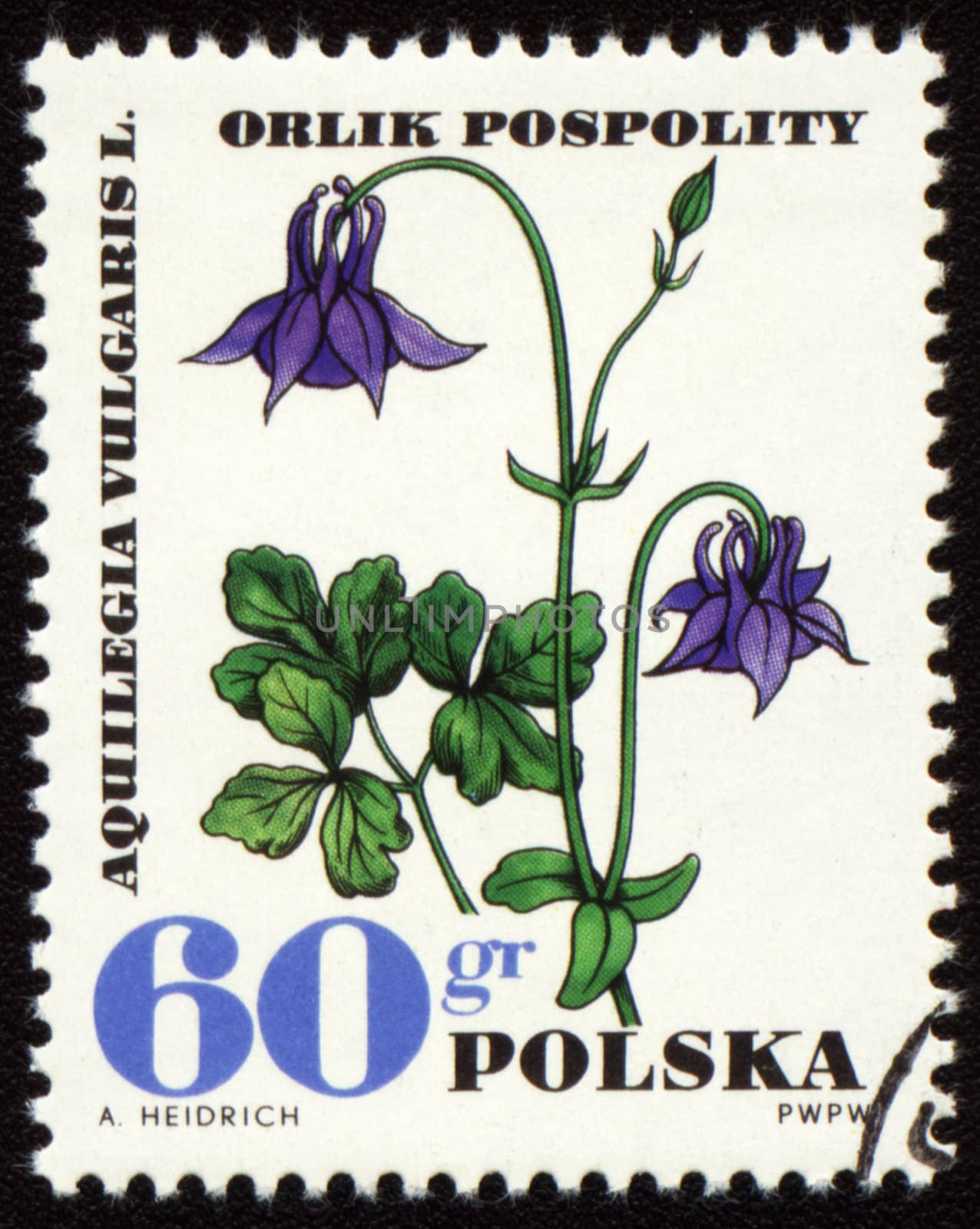 POLAND - CIRCA 1967: stamp printed in Poland, shows Aquilegia vulgaris, circa 1967