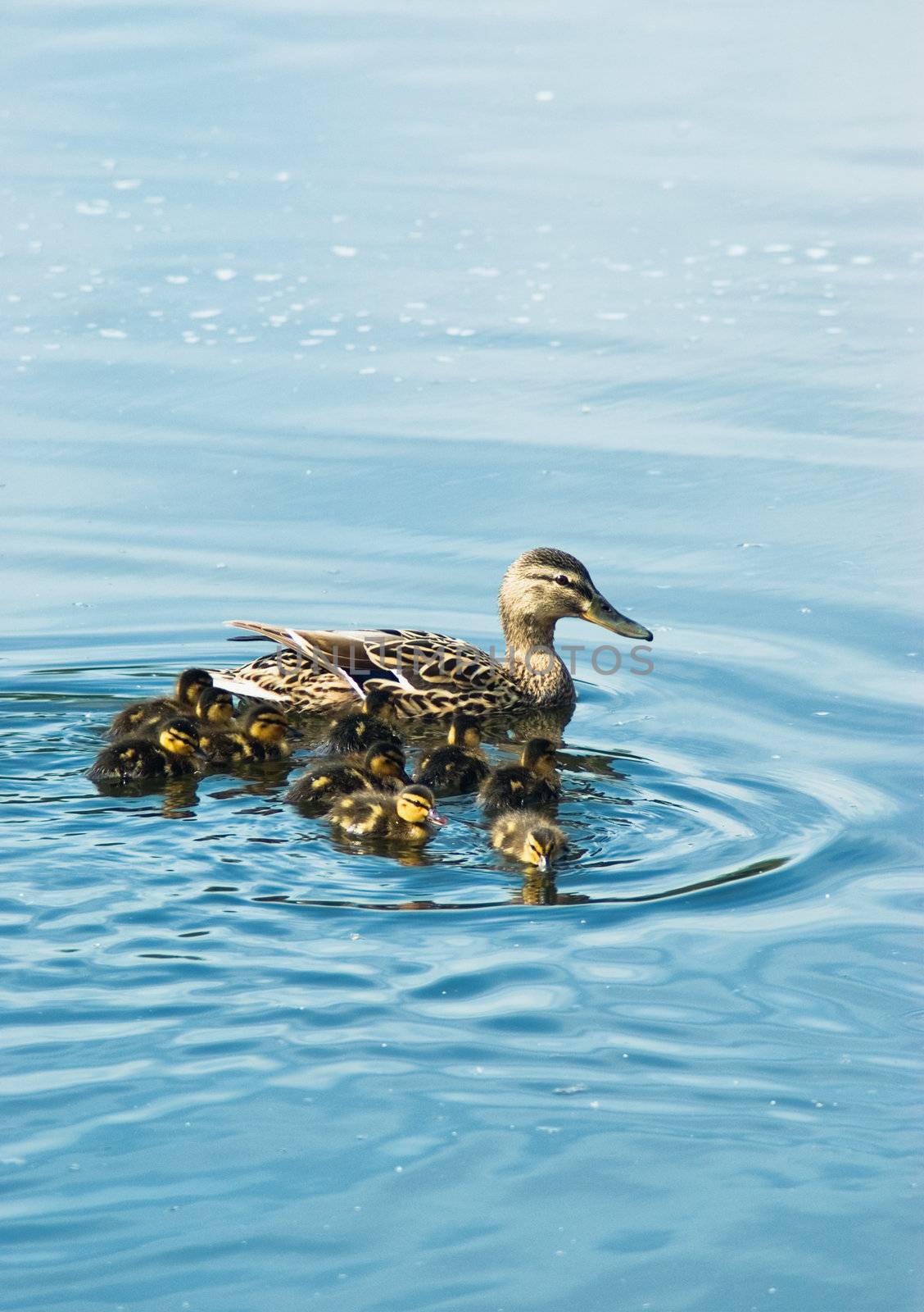 duck with ducklings swimming across lake