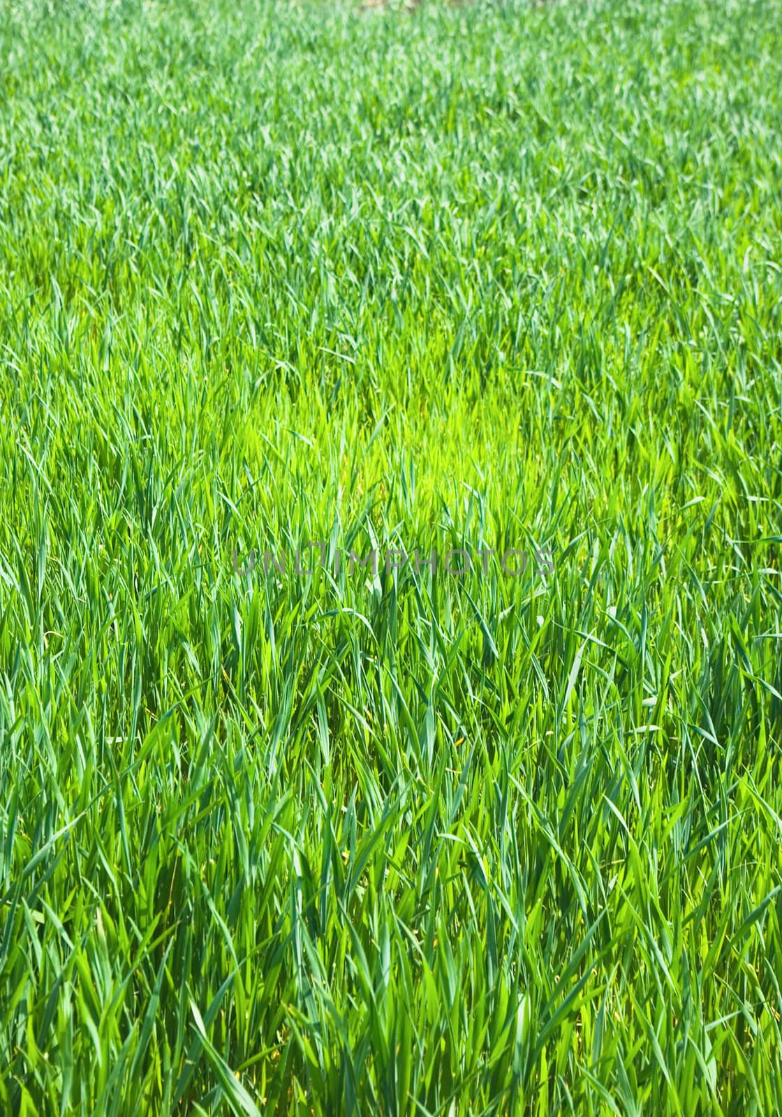 Juicy young green grass as a background