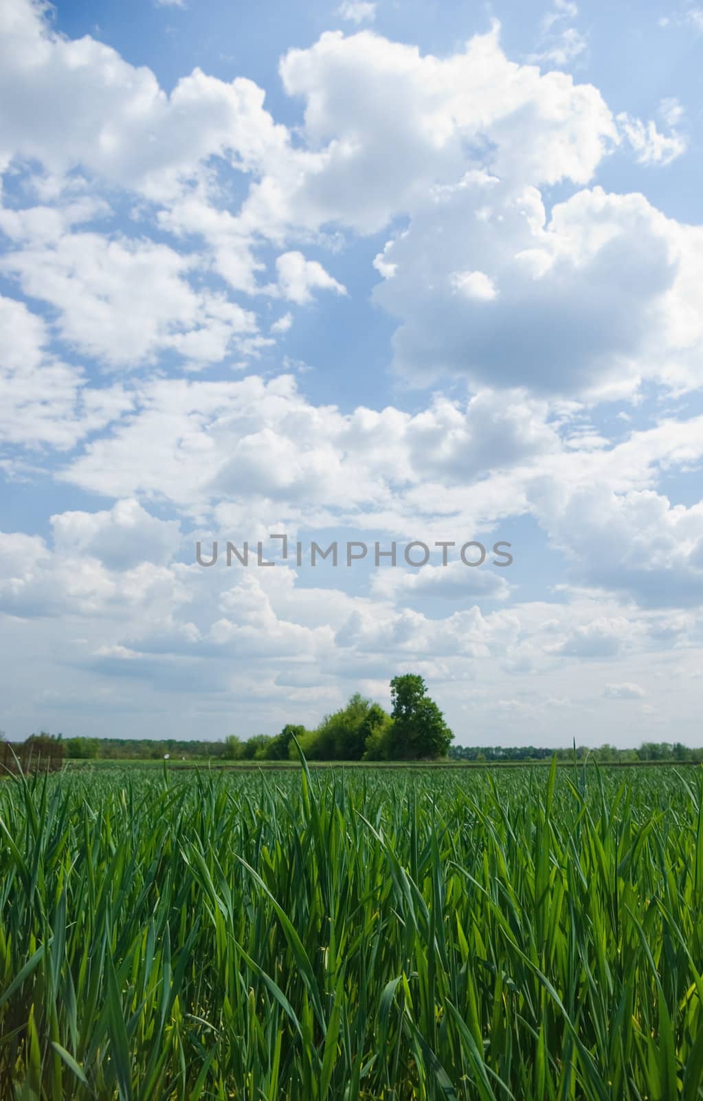 Landscape - green fields, the blue sky and white clouds