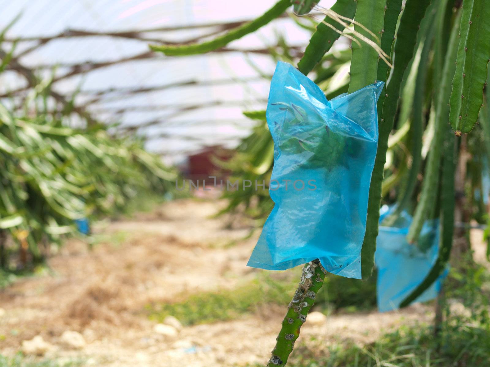 Red dragon fruit or Hylocereus undatus greenhouse farm in Malaysia