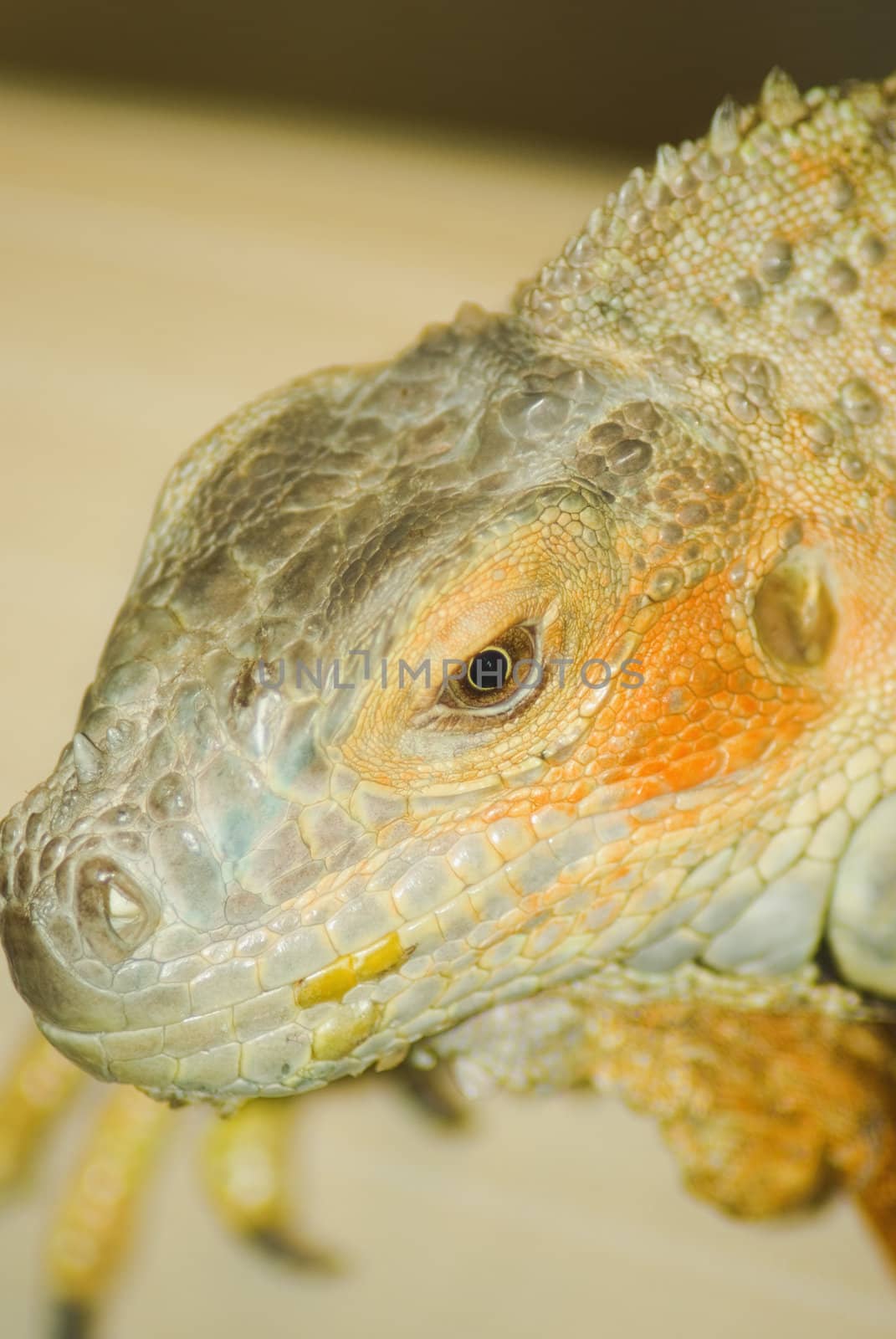 Wild iguana sitting on the couch