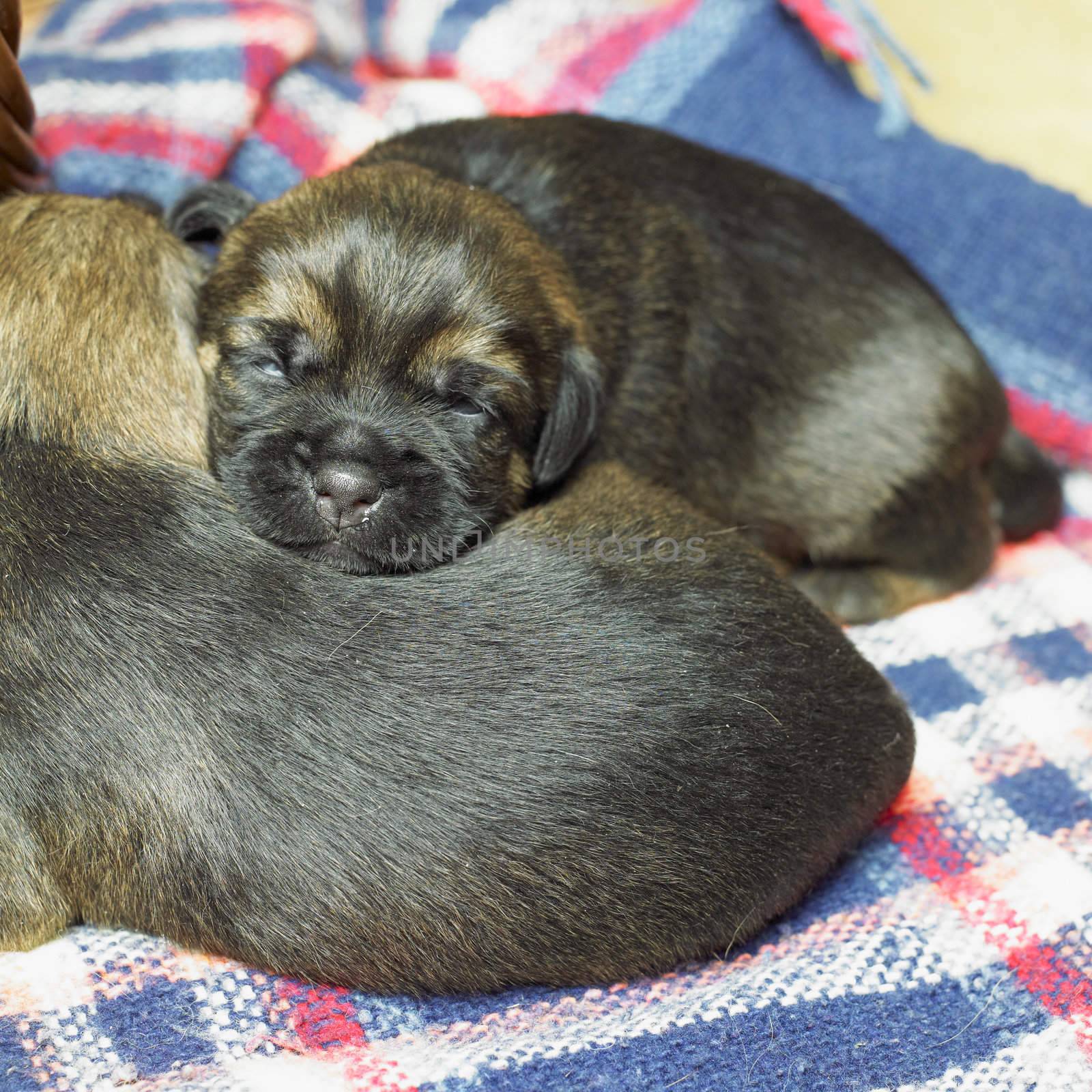 puppies (Border Terrier) by phbcz