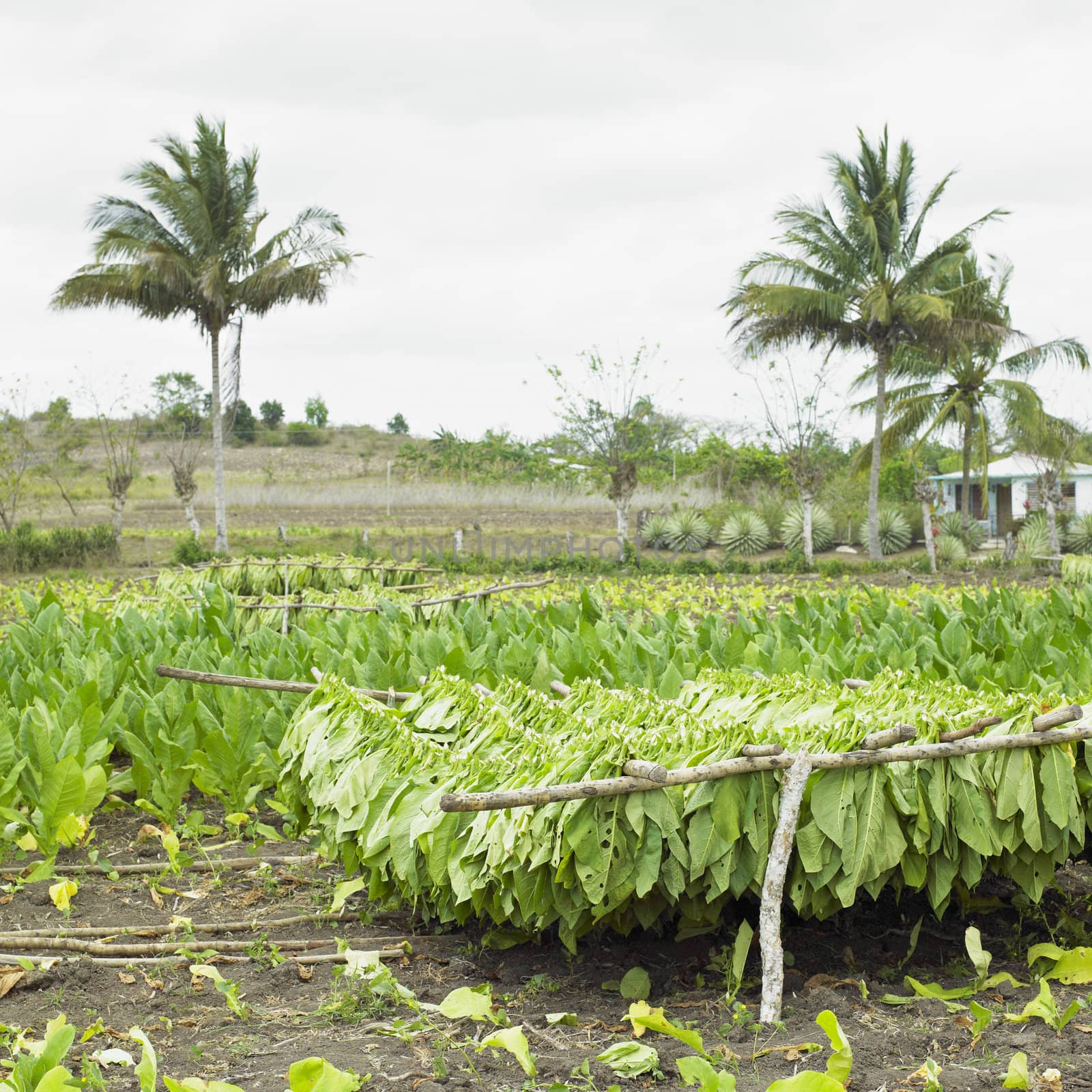 tobacco harvest, Ciego de �vila Province, Cuba