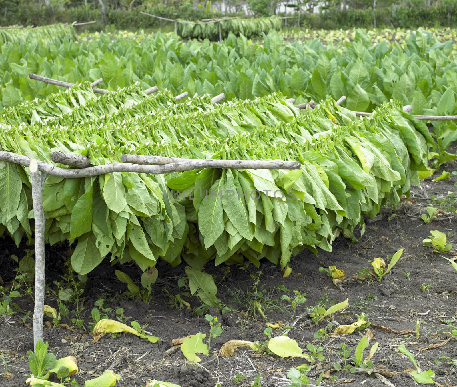 tobacco harvest, Ciego de �vila Province, Cuba
