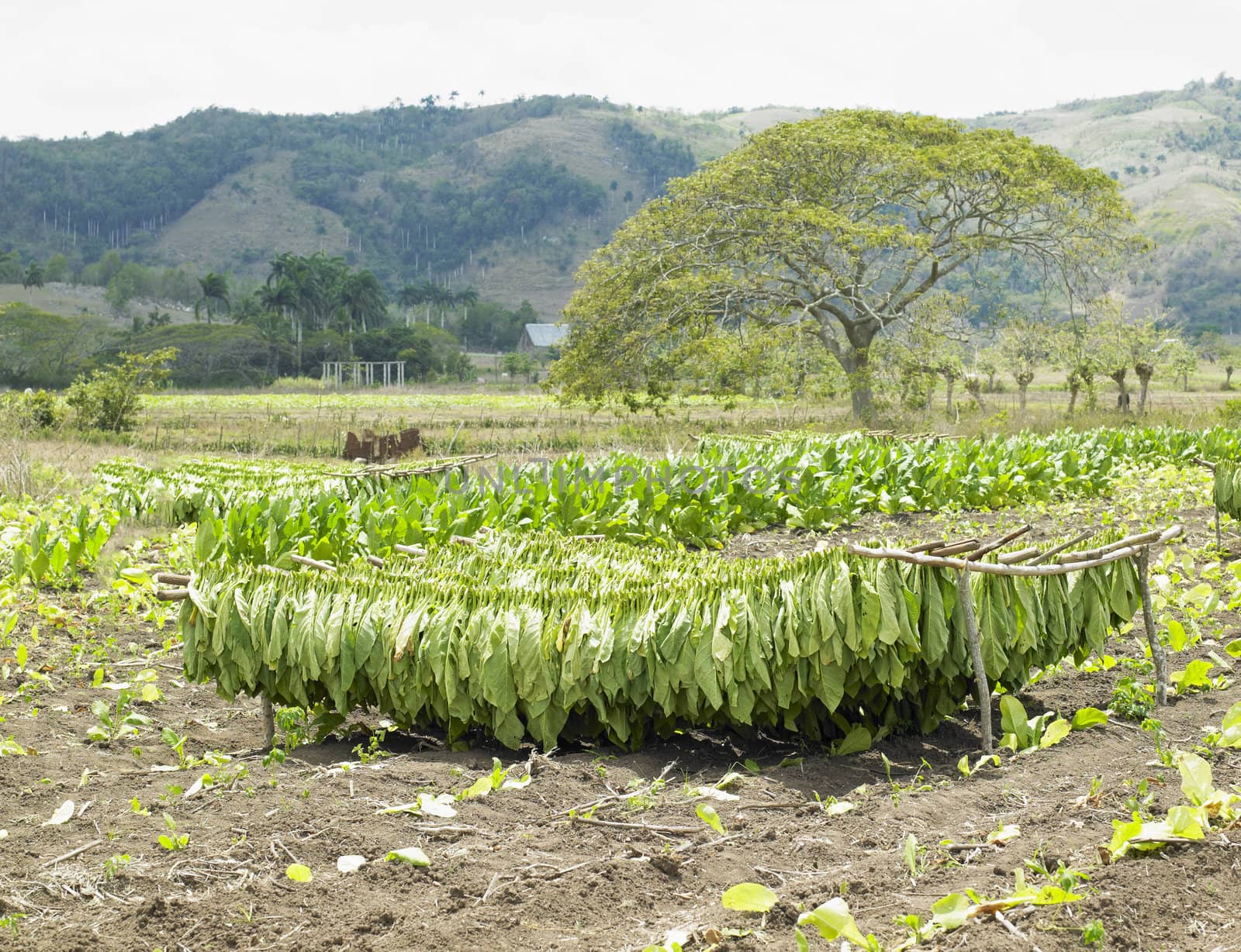 tobacco harvest, Ciego de �vila Province, Cuba