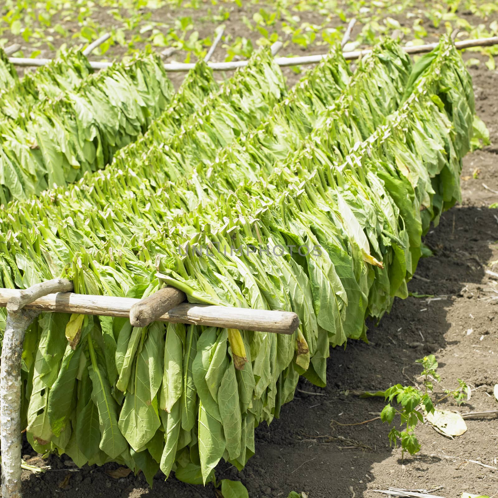 tobacco harvest, Ciego de �vila Province, Cuba