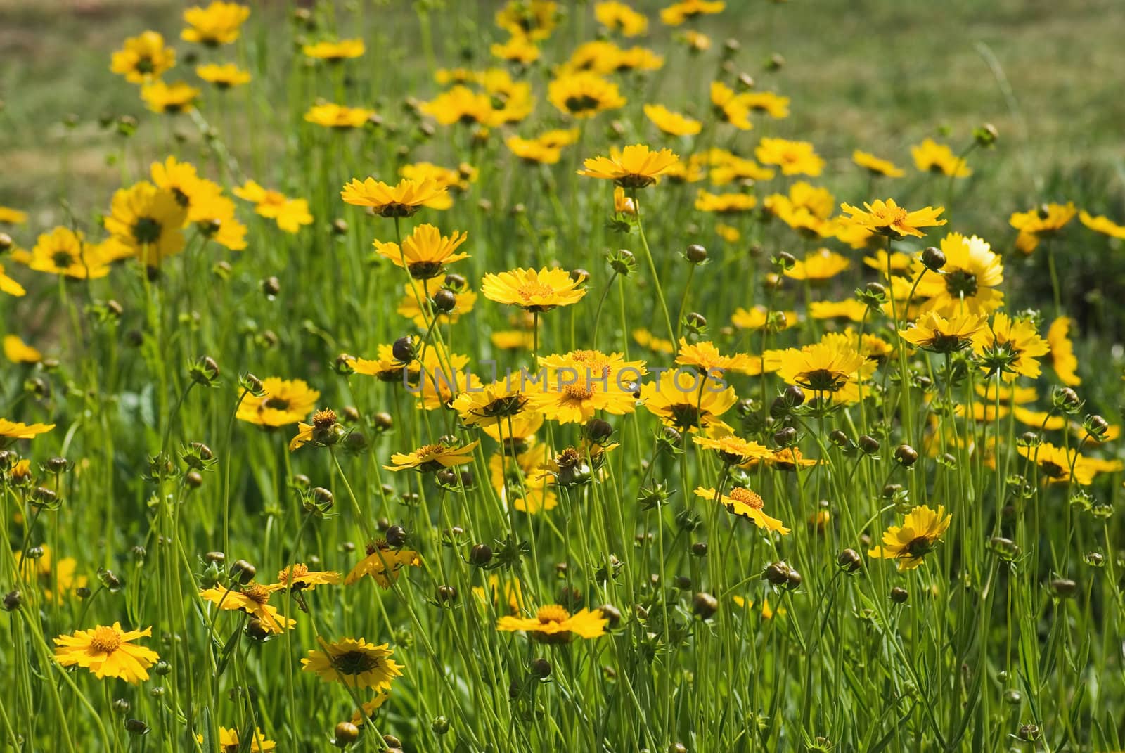 yellow field flowers by vrvalerian