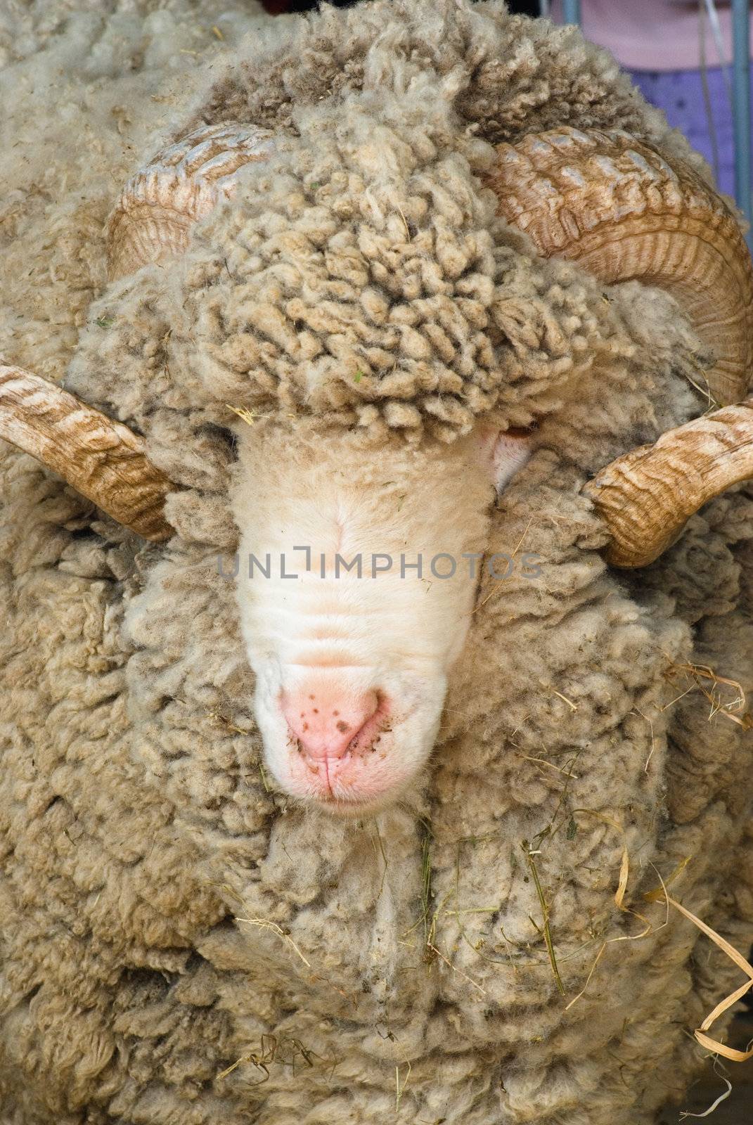 portrait of a sheep with big horns