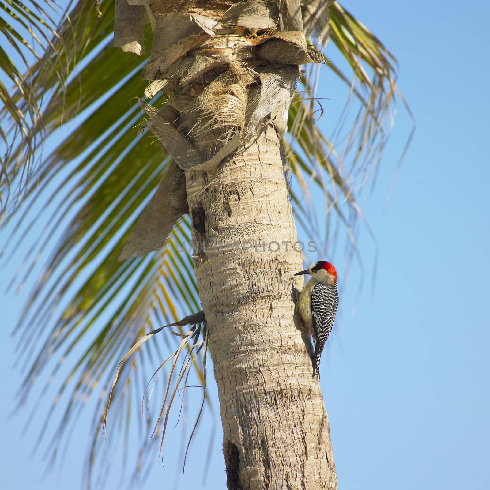 woodpecker, Maria la Gorda, Pinar del Rio Province, Cuba by phbcz