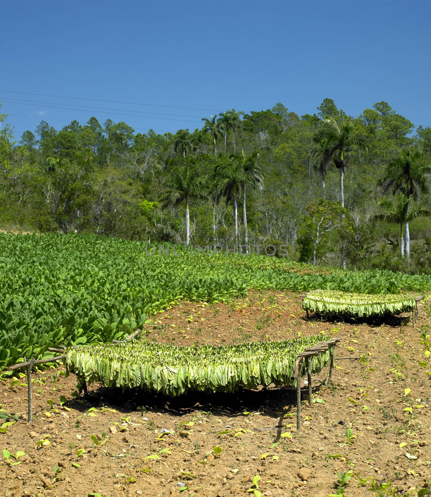 tobacco field, Pinar del Rio Province, Cuba by phbcz