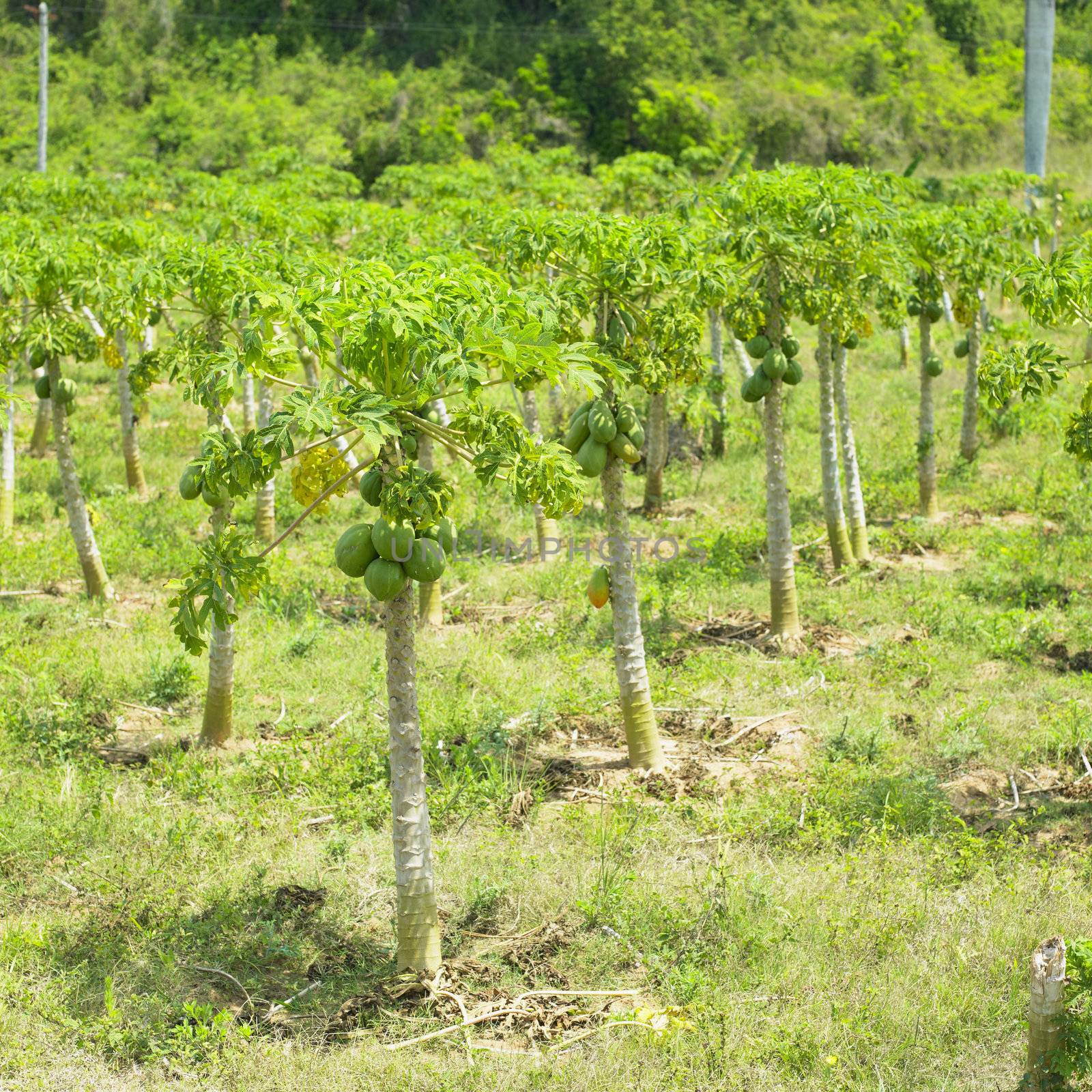 tropical fruit, La Digue, Seychelles