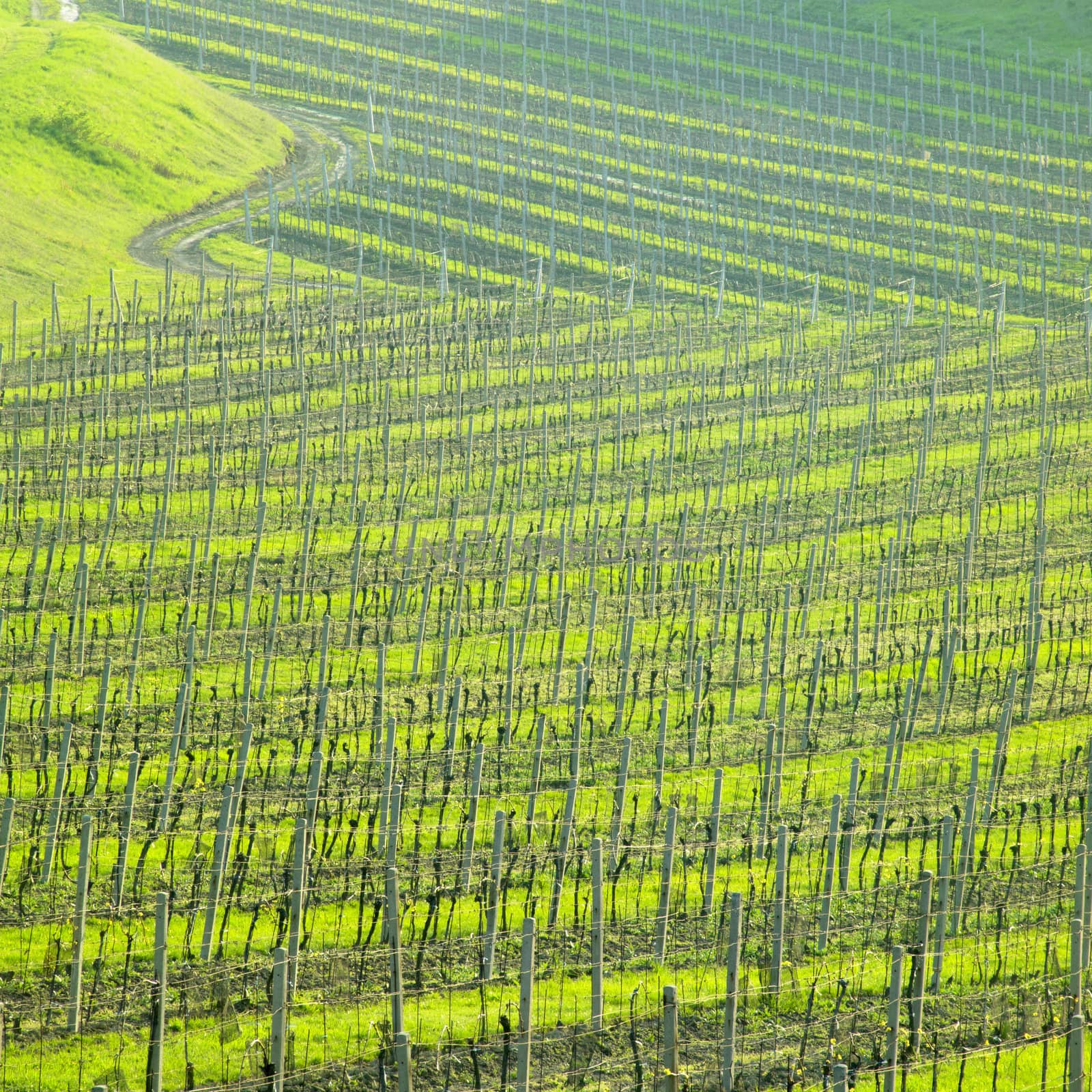 vineyard Ulehle, Livi Dubnany, Czech Republic