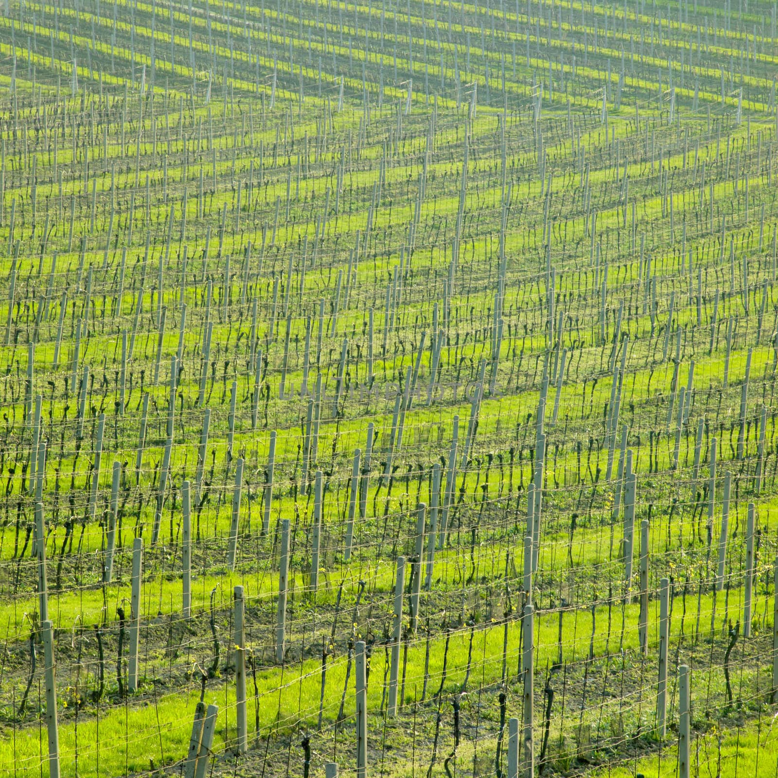 vineyard Ulehle, Livi Dubnany, Czech Republic