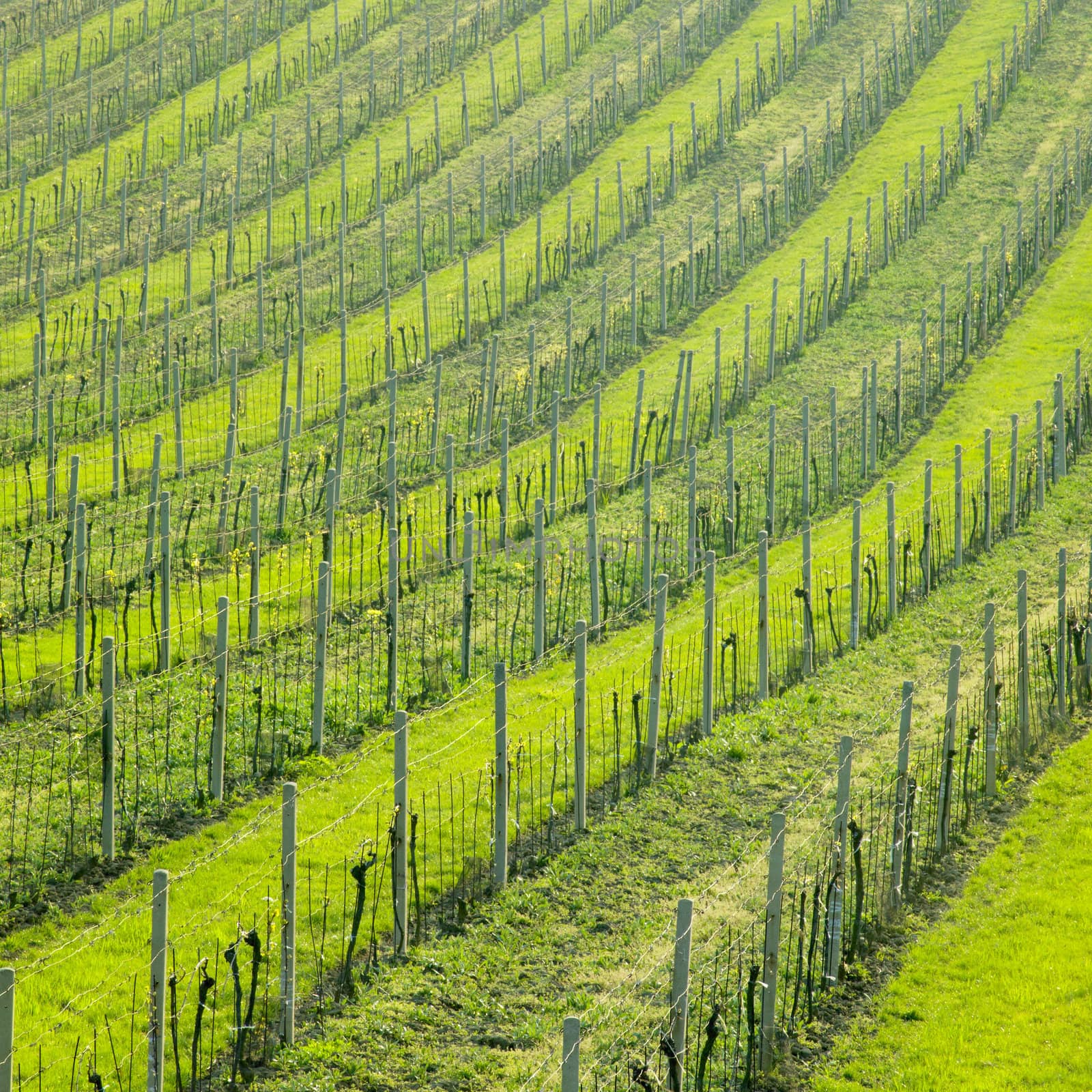 vineyard Ulehle, Livi Dubnany, Czech Republic