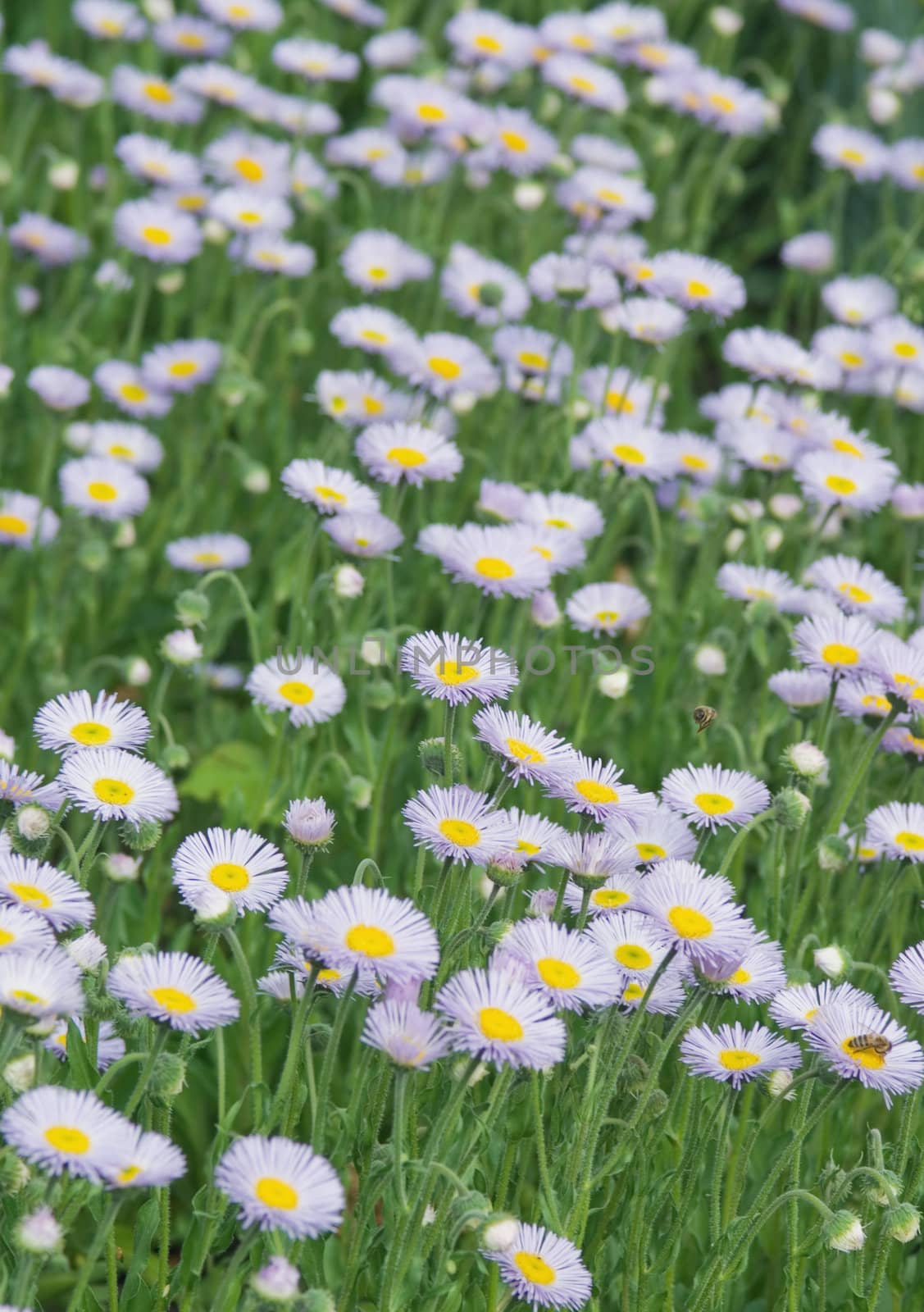 
Wild daisies chamomile growing in a green meadow