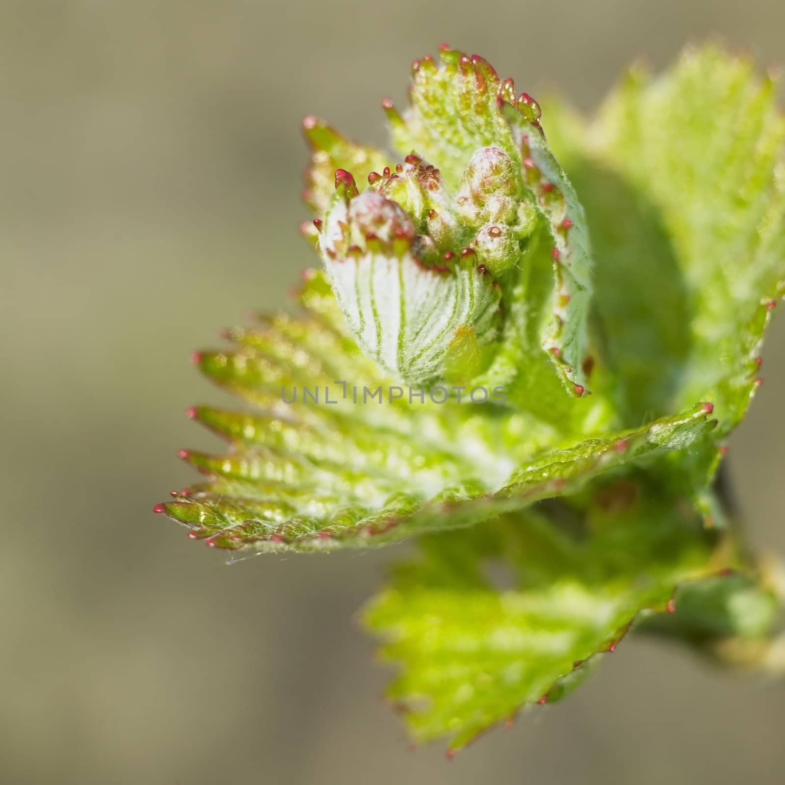 grape-vine bud