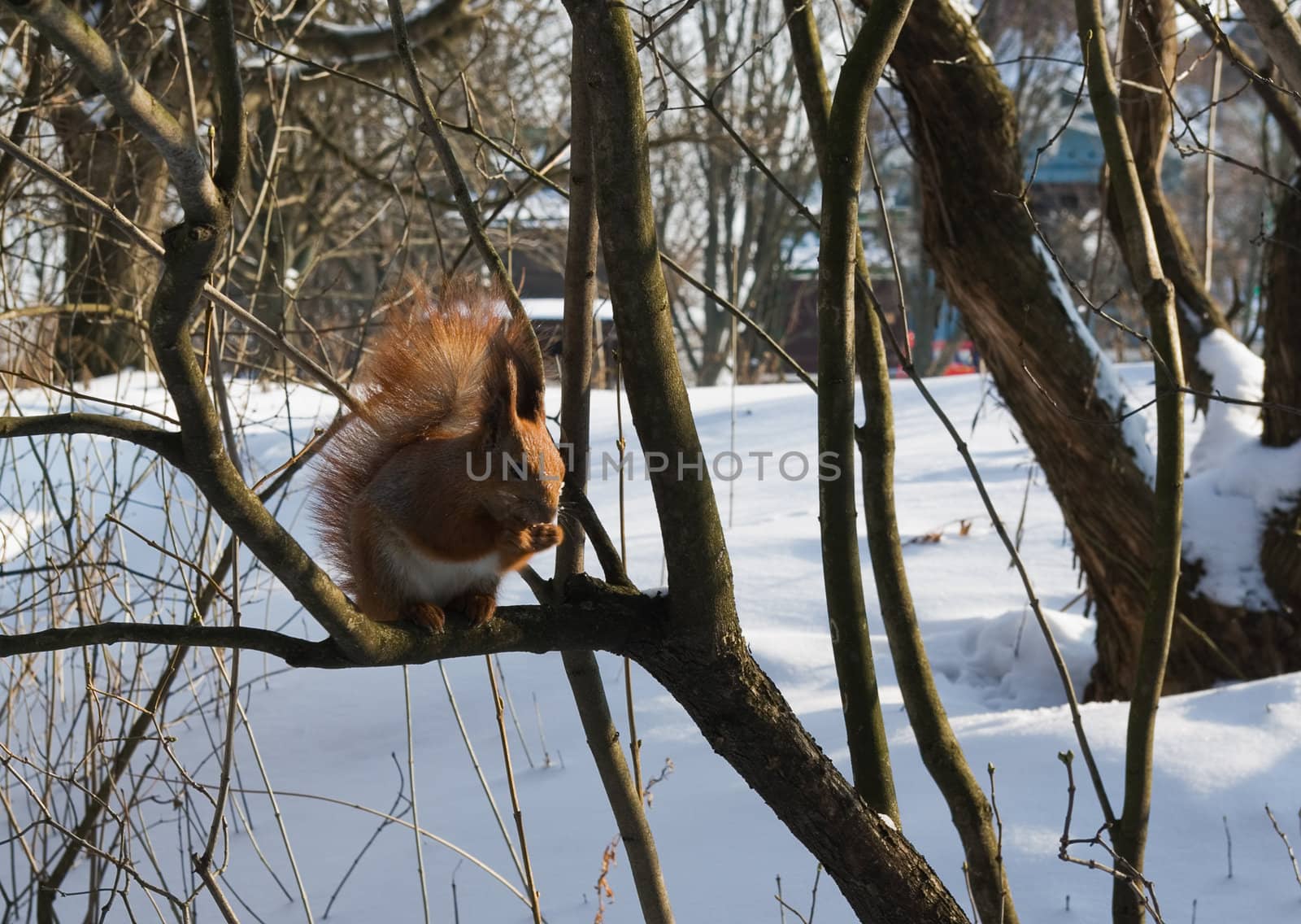 squirrel sitting on a branch eats nuts