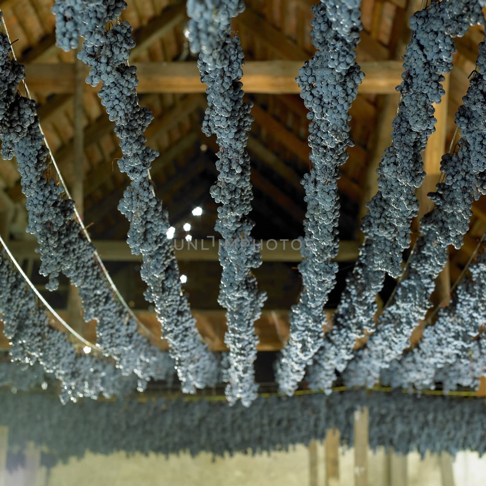 grapes drying for straw wine (neronet), Biza Winery, Cejkovice, Czech Republic