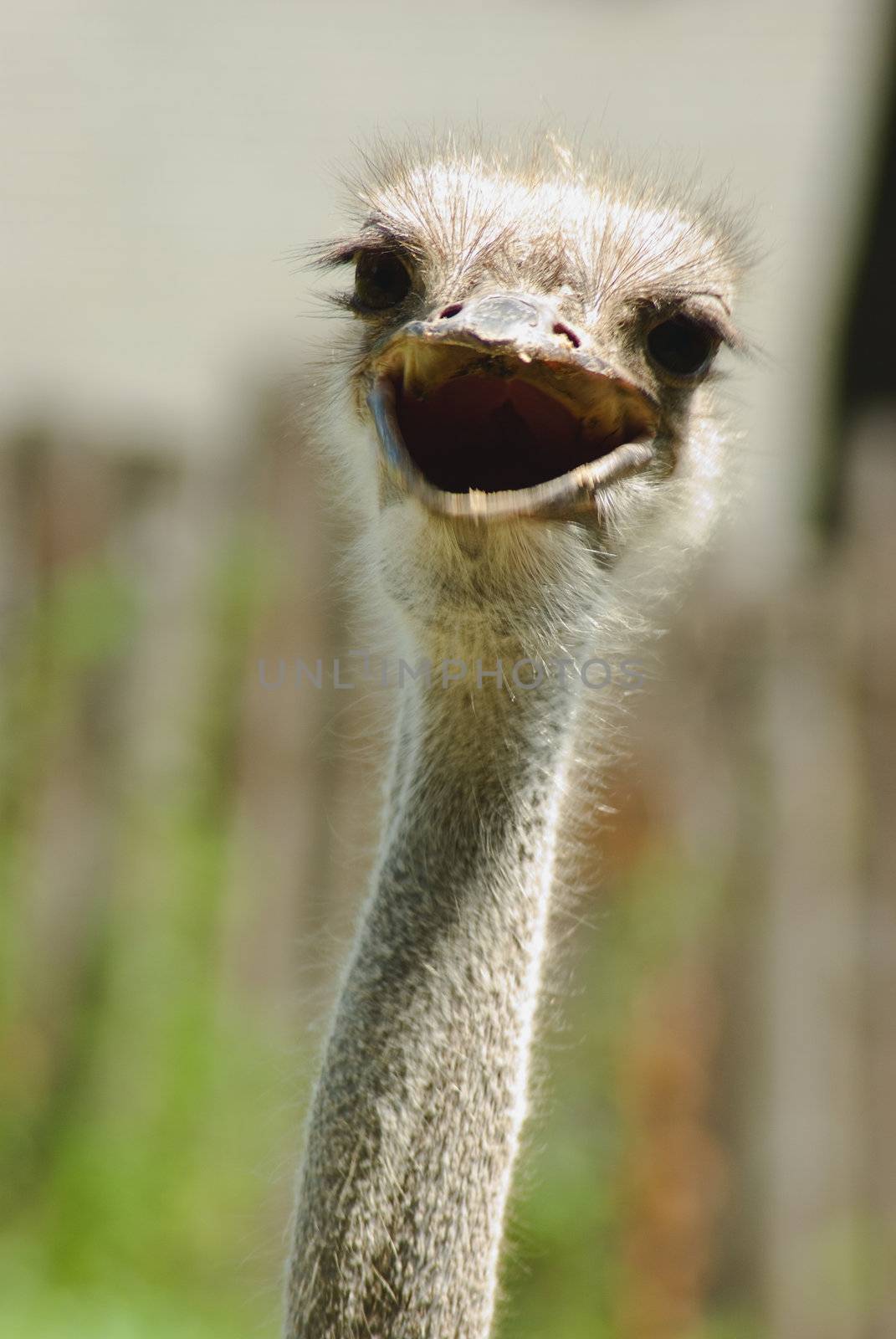 Portrait of an ostrich on a light background