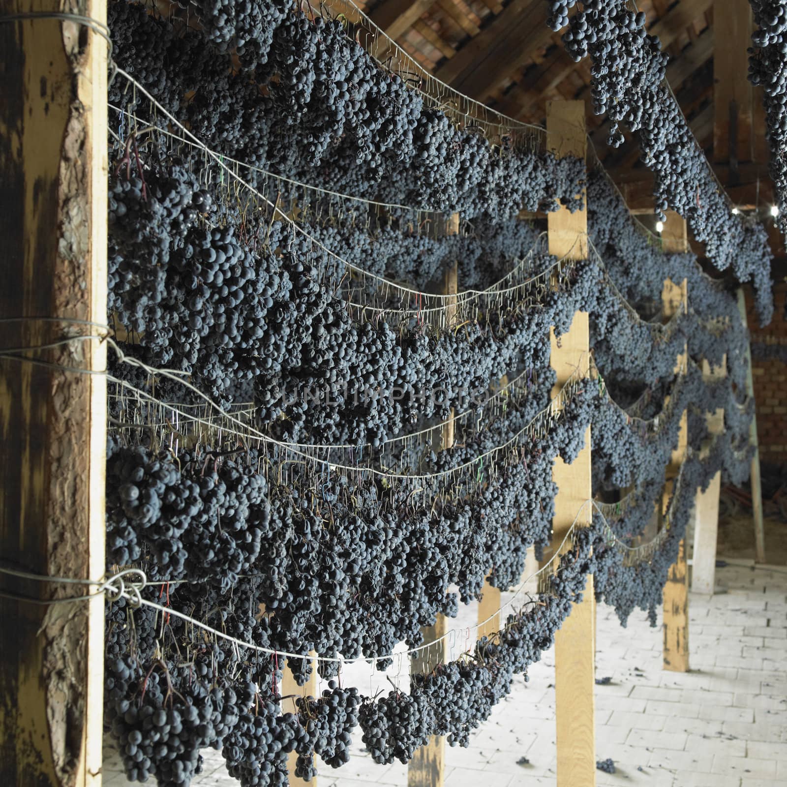 grapes drying for straw wine (neronet), Biza Winery, Cejkovice, Czech Republic