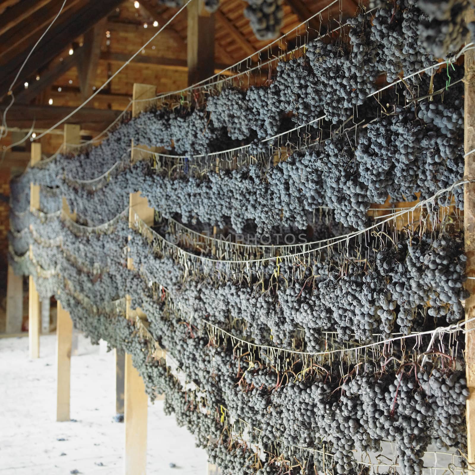 grapes drying for straw wine (neronet), Biza Winery, Cejkovice, Czech Republic