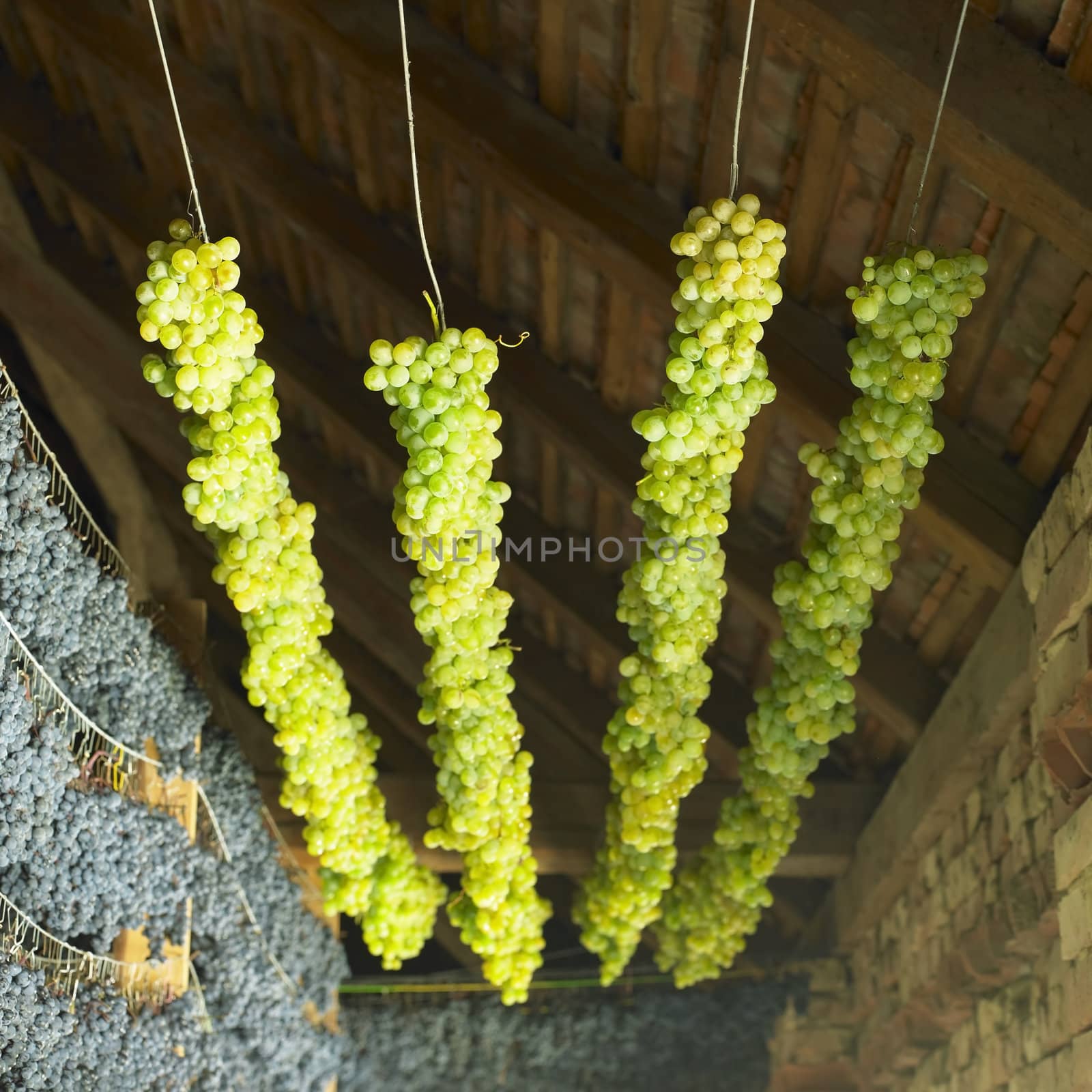 grapes drying for straw wine, Biza Winery, Cejkovice, Czech Republic