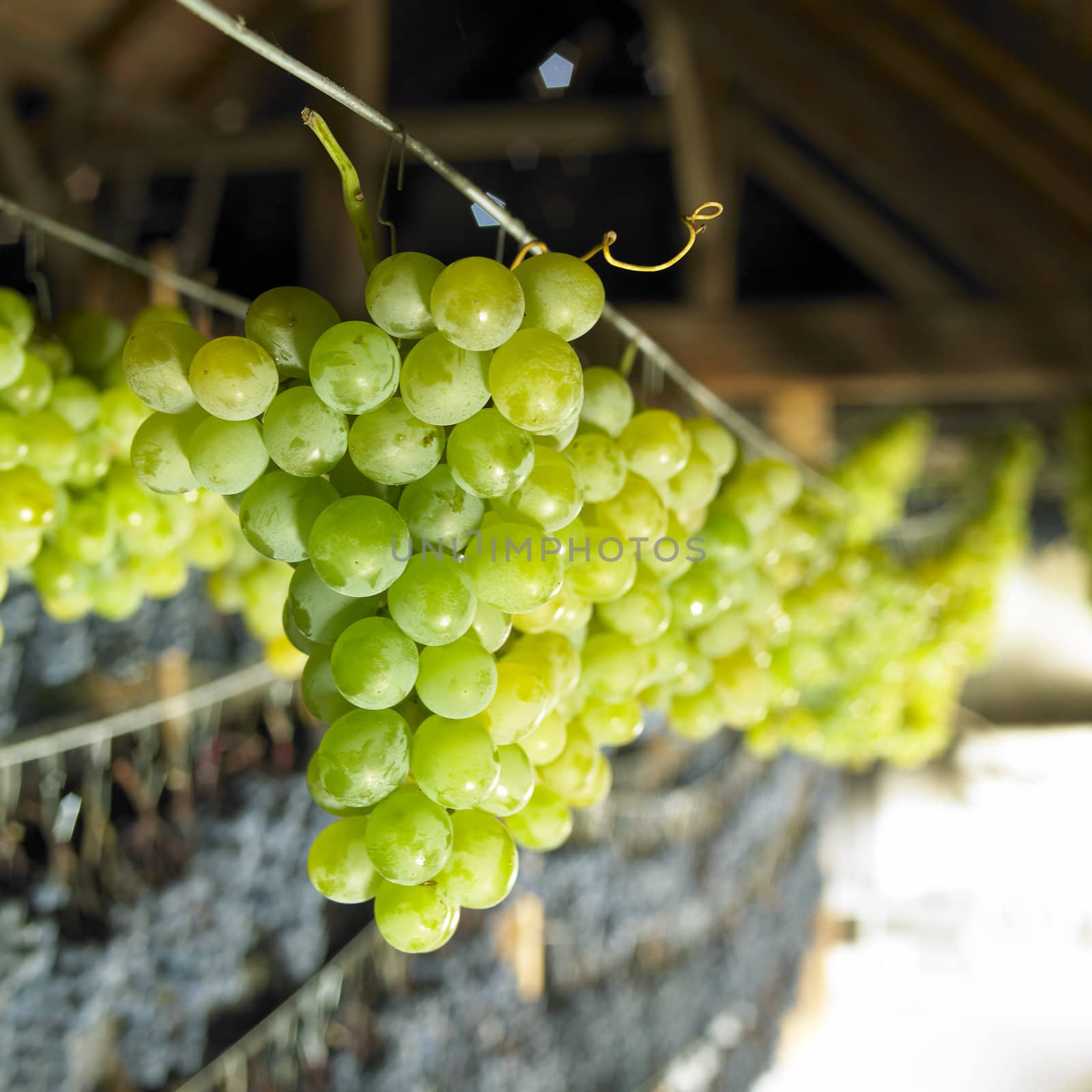 grapes drying for straw wine, Biza Winery, Cejkovice, Czech Republic