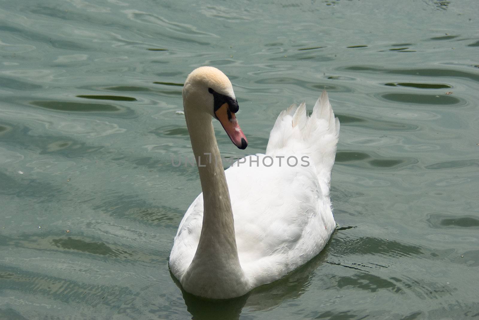 A swam simming alone on a lake