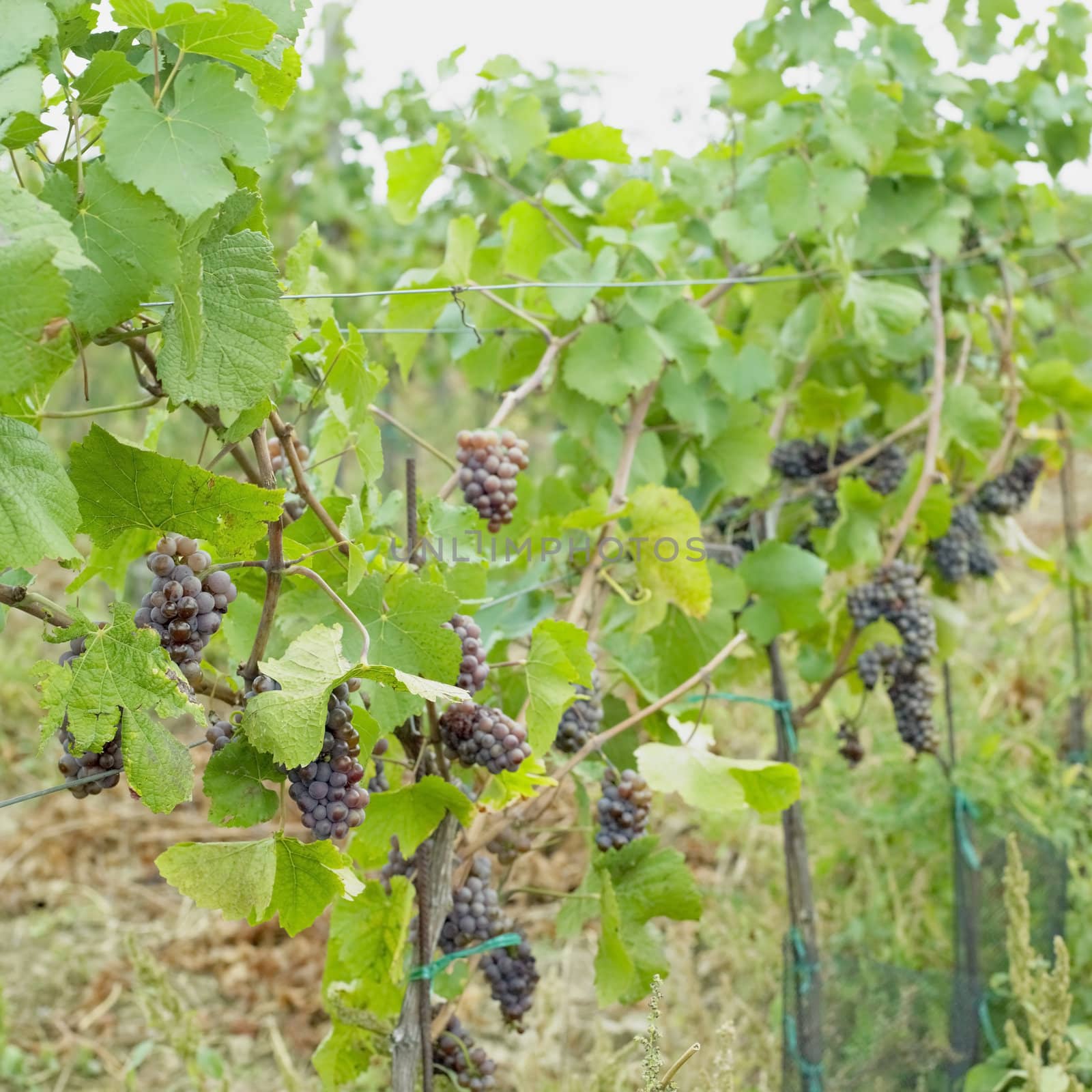 grapevines in vineyard, Czech Republic