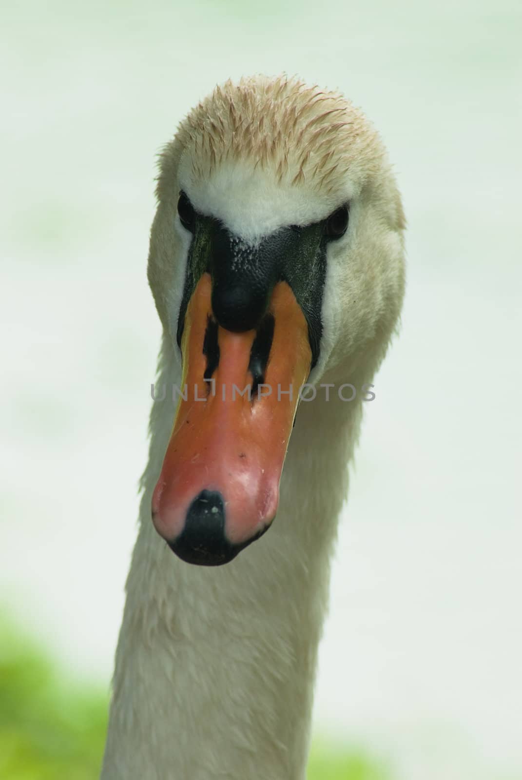 Art portrait of a swan