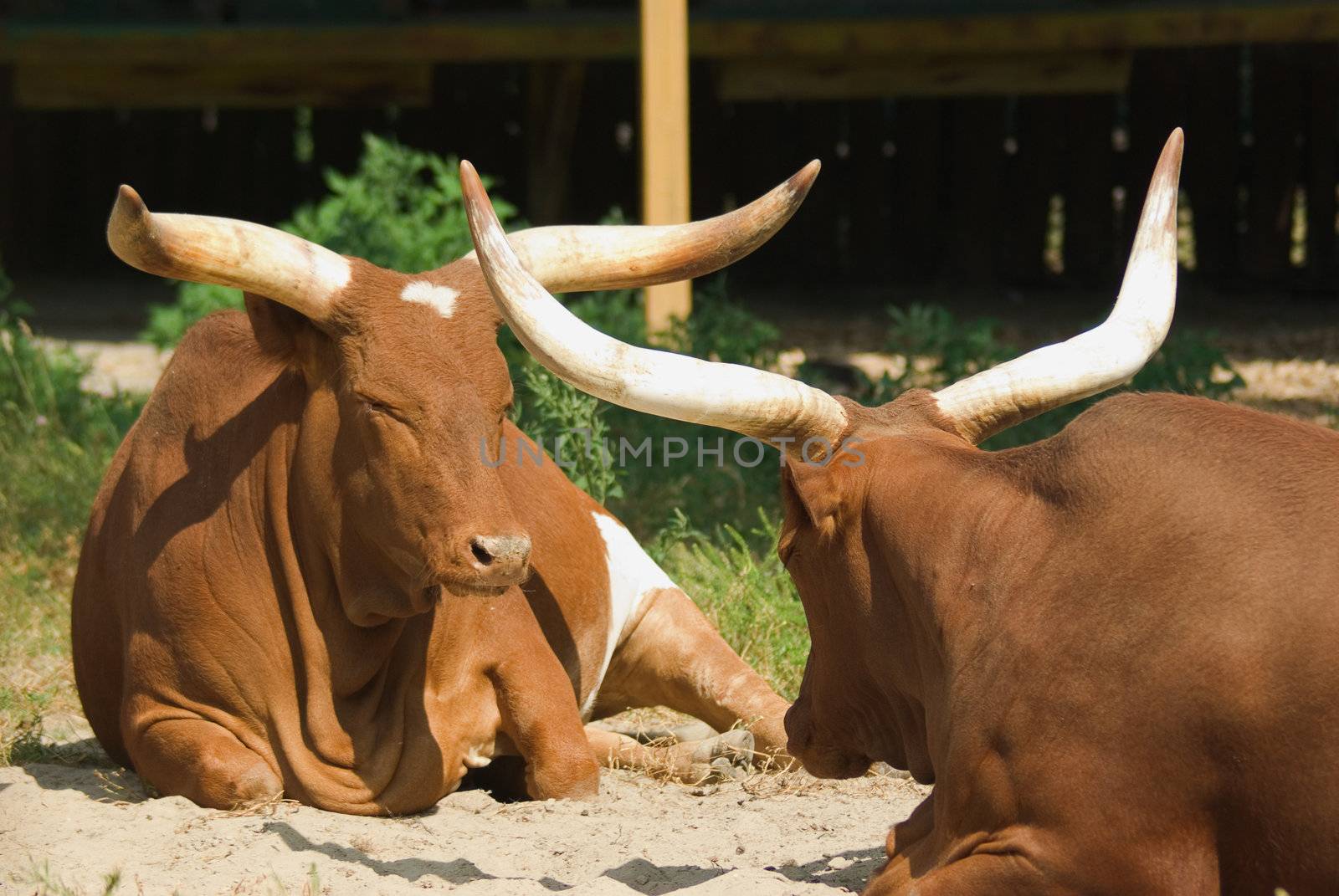 Indian cows lying  in the sun