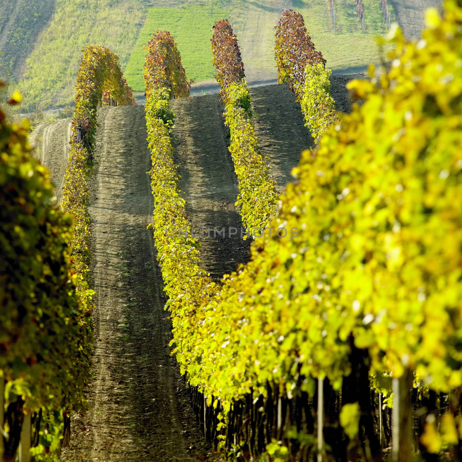 vineyards in Cejkovice region, Czech Republic by phbcz