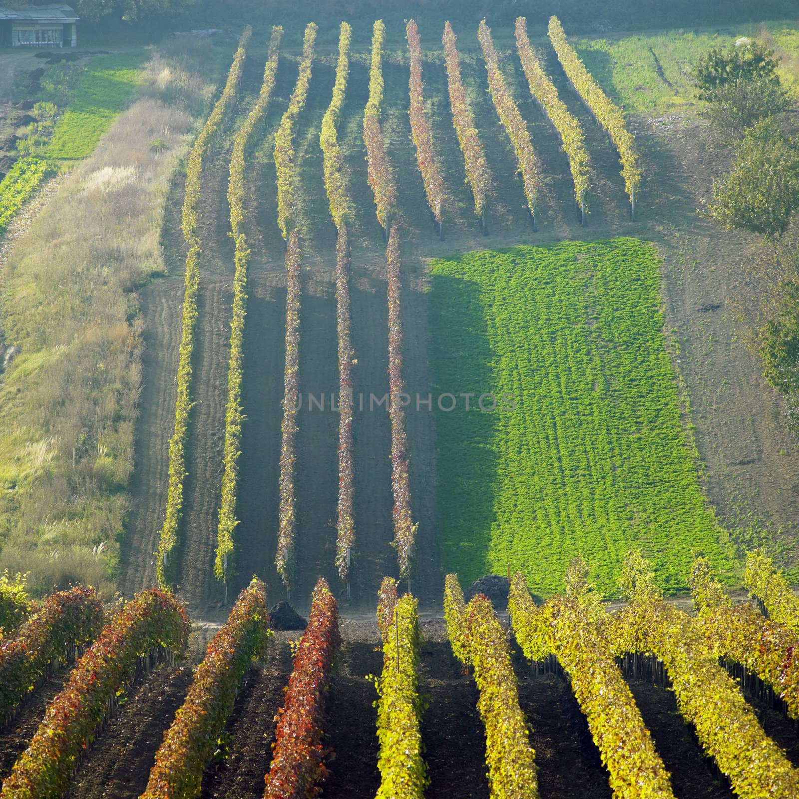 vineyards in Cejkovice region, Czech Republic