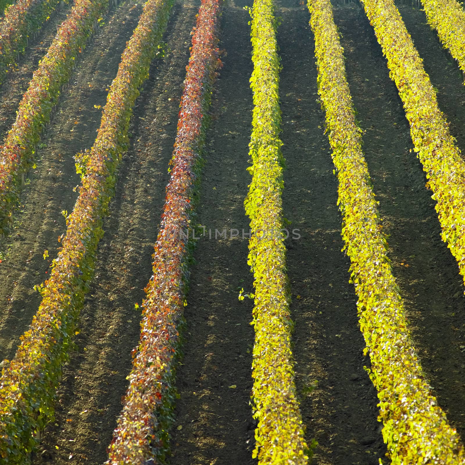 vineyards in Cejkovice region, Czech Republic