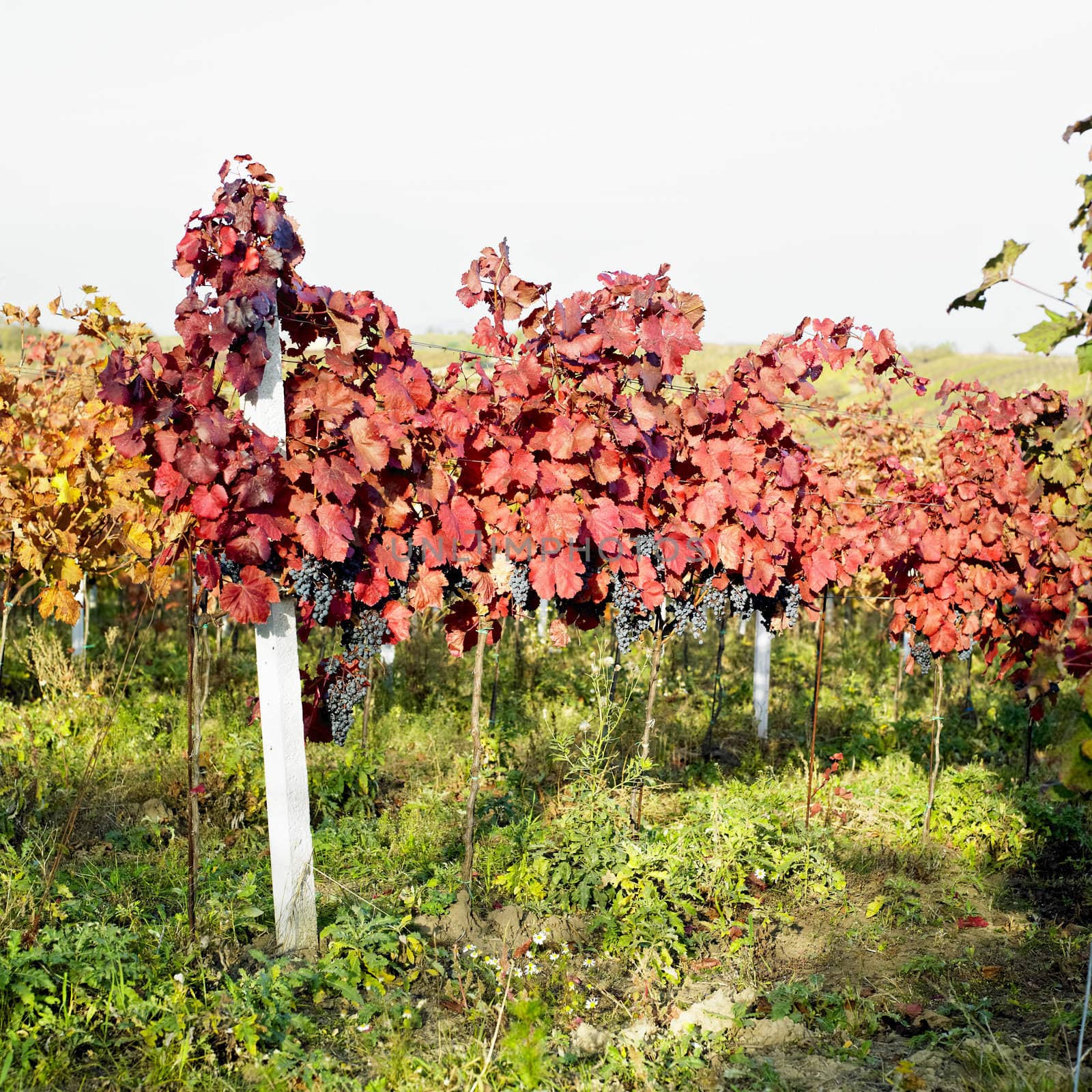 grapevines in vineyard, Czech Republic by phbcz