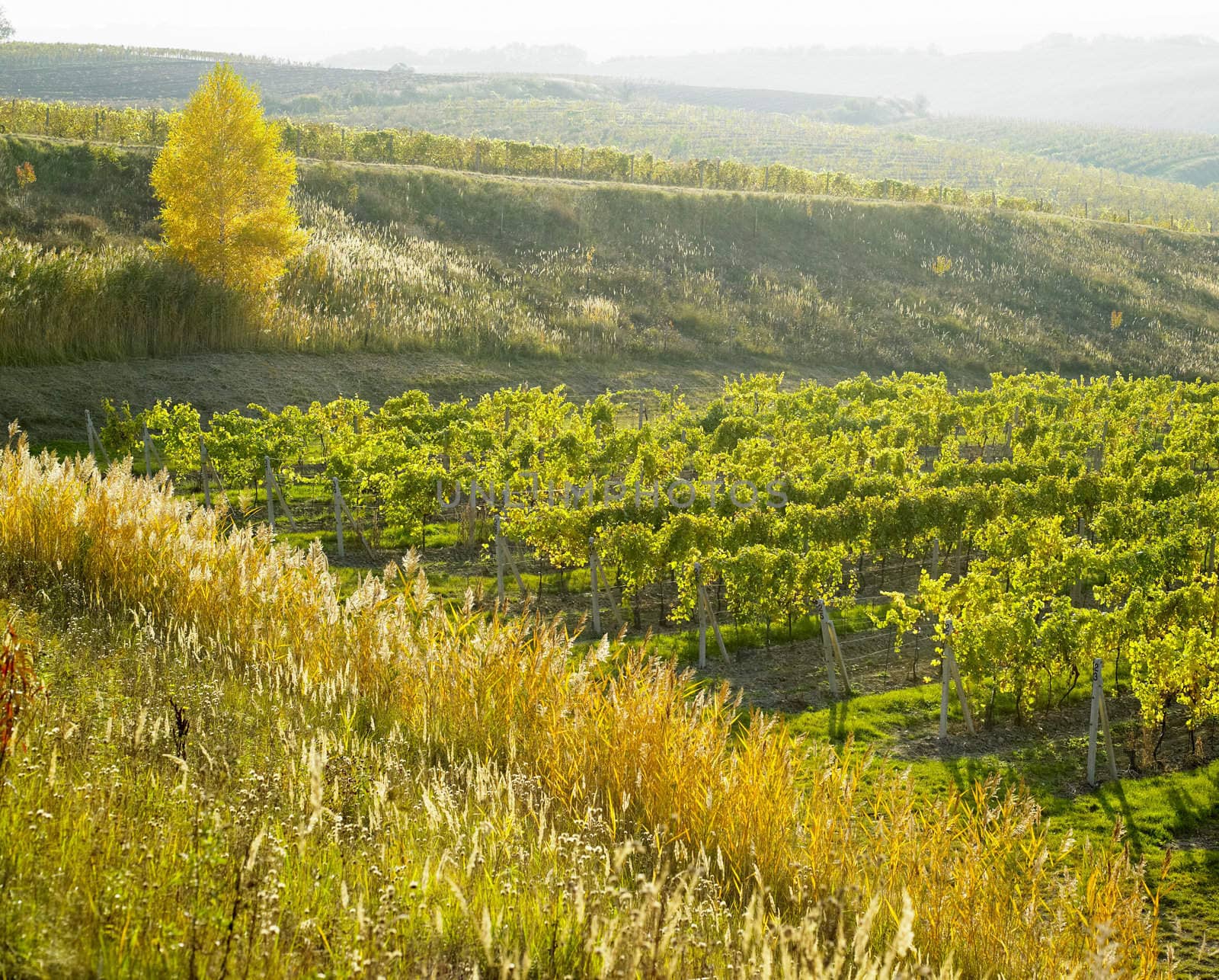 vineyard Ulehle, Livi Dubnany, Czech Republic