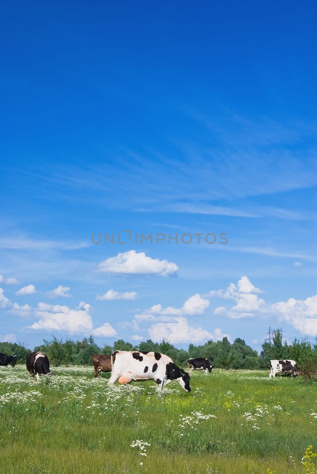 
Cows in a beautiful dandelion covered field.