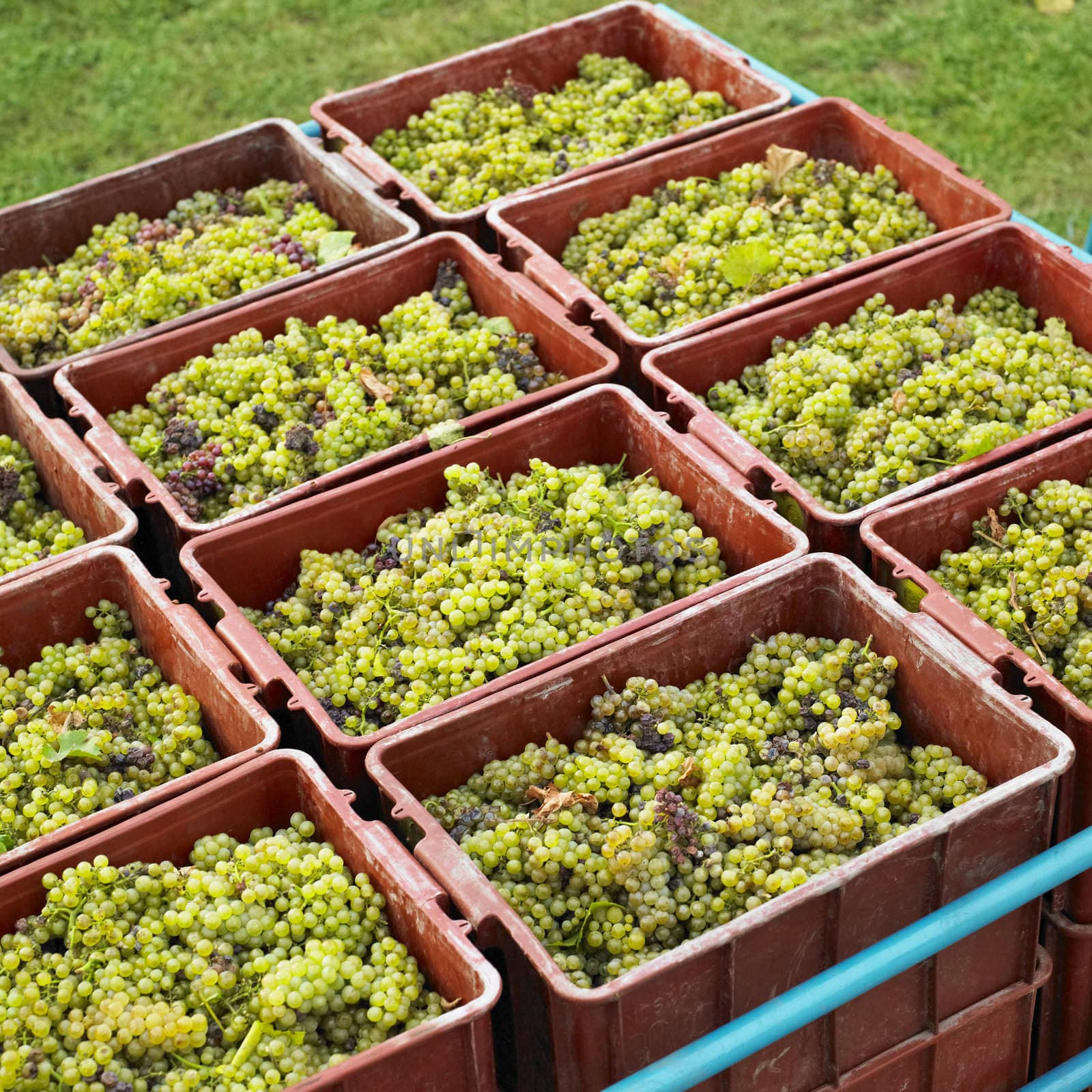 harvested grapevines, Livi Dubnany, Czech Republic