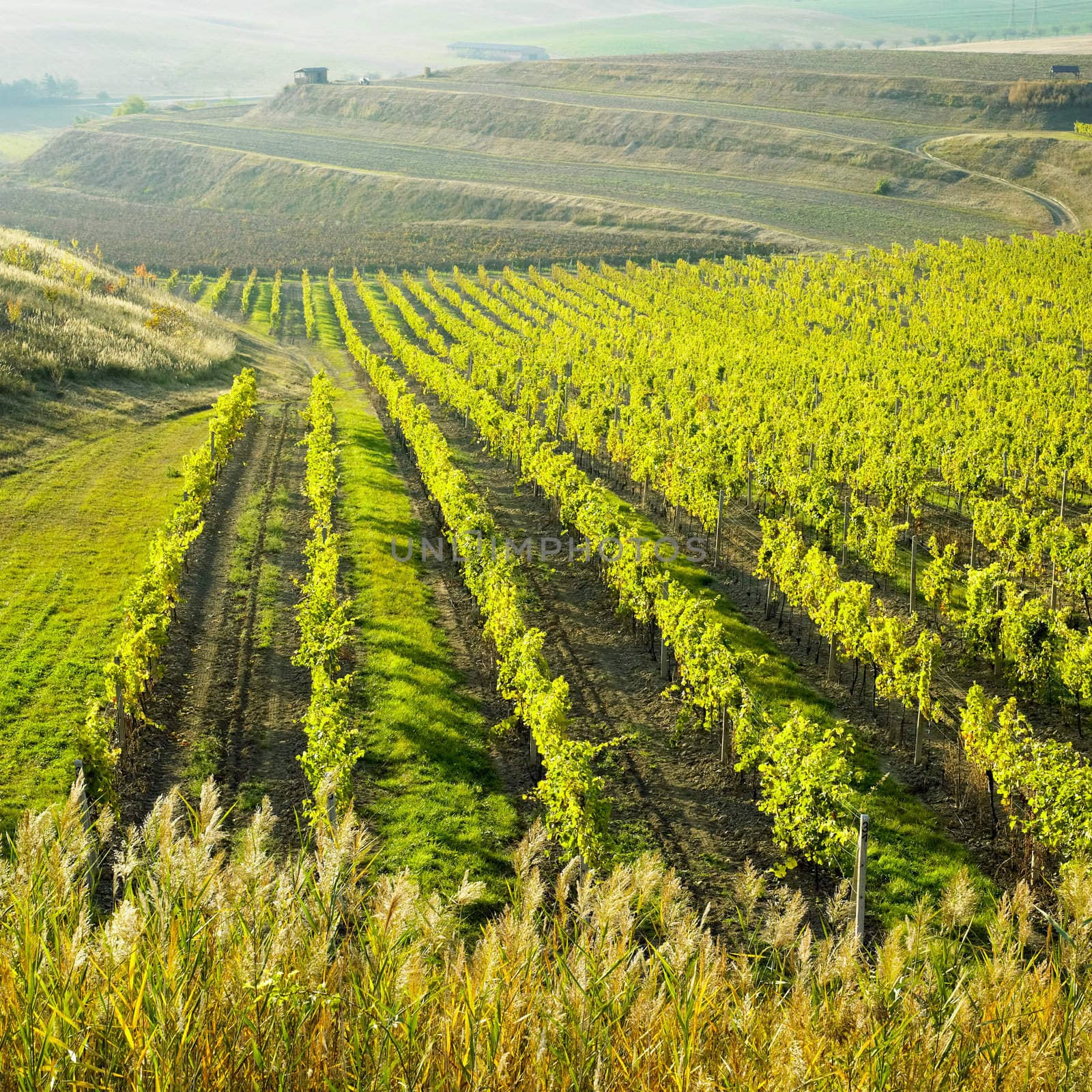 vineyard Ulehle, Livi Dubnany, Czech Republic