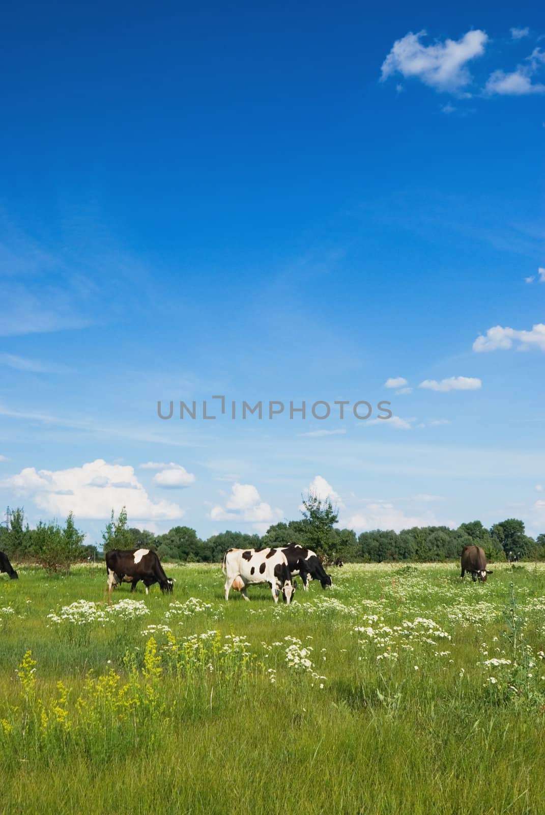 Cows in a beautiful dandelion covered field.