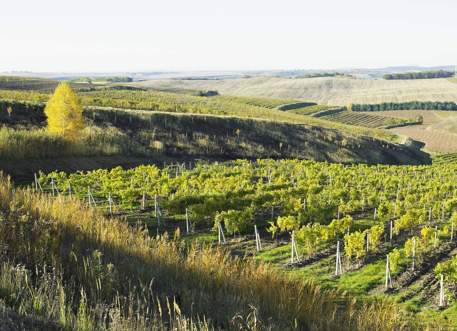 vineyard Ulehle, Livi Dubnany, Czech Republic