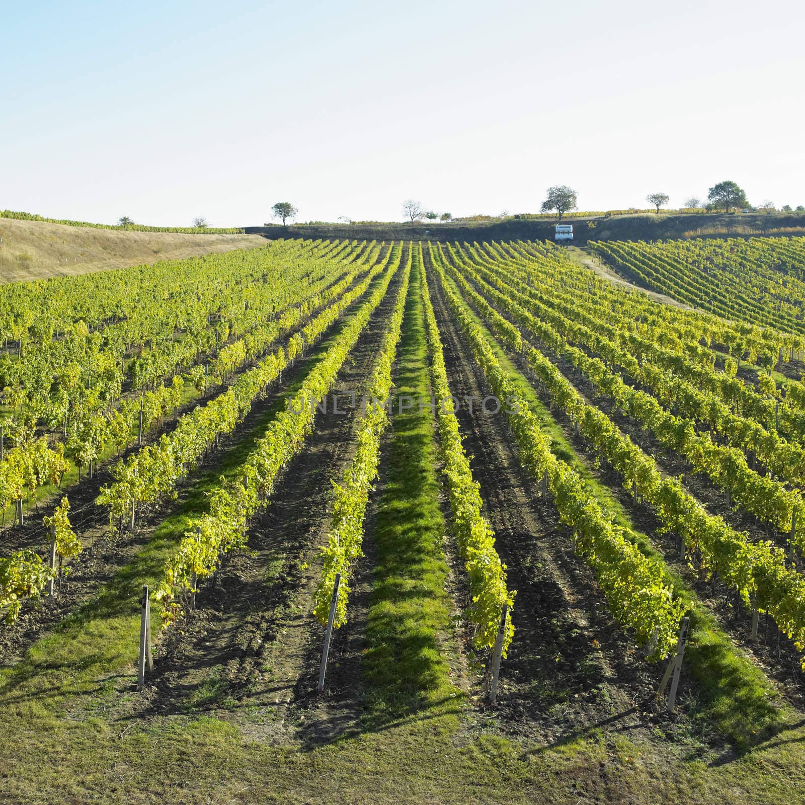 vineyard Ulehle, Livi Dubnany, Czech Republic by phbcz