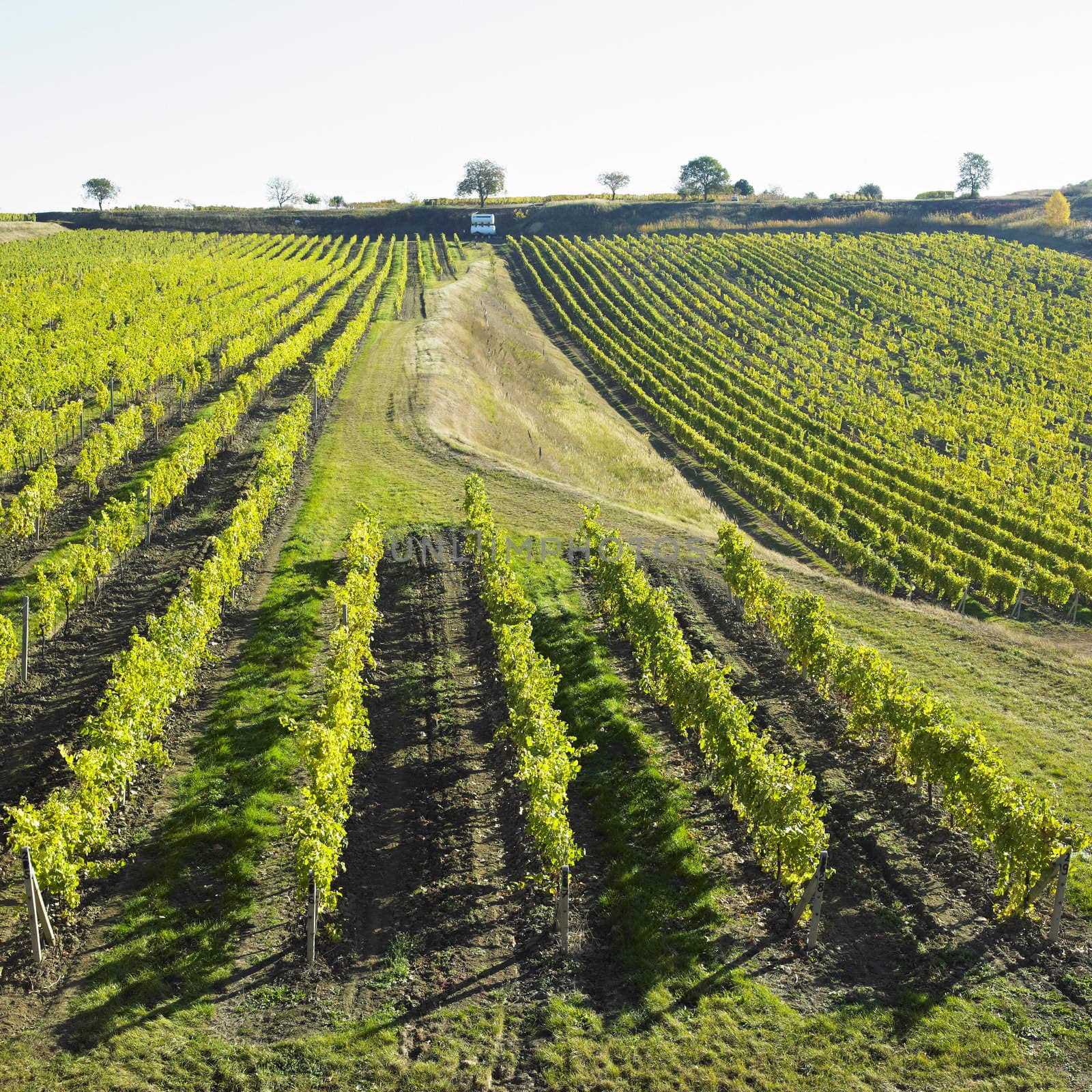 vineyard Ulehle, Livi Dubnany, Czech Republic