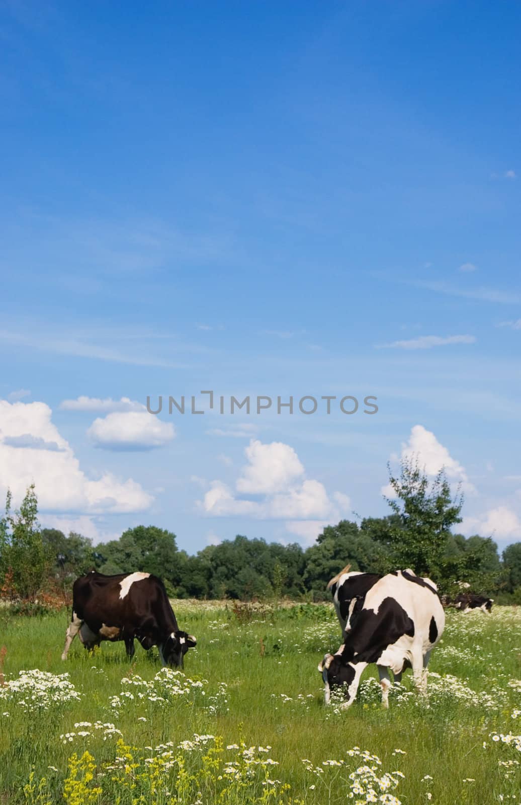 Cows by vrvalerian